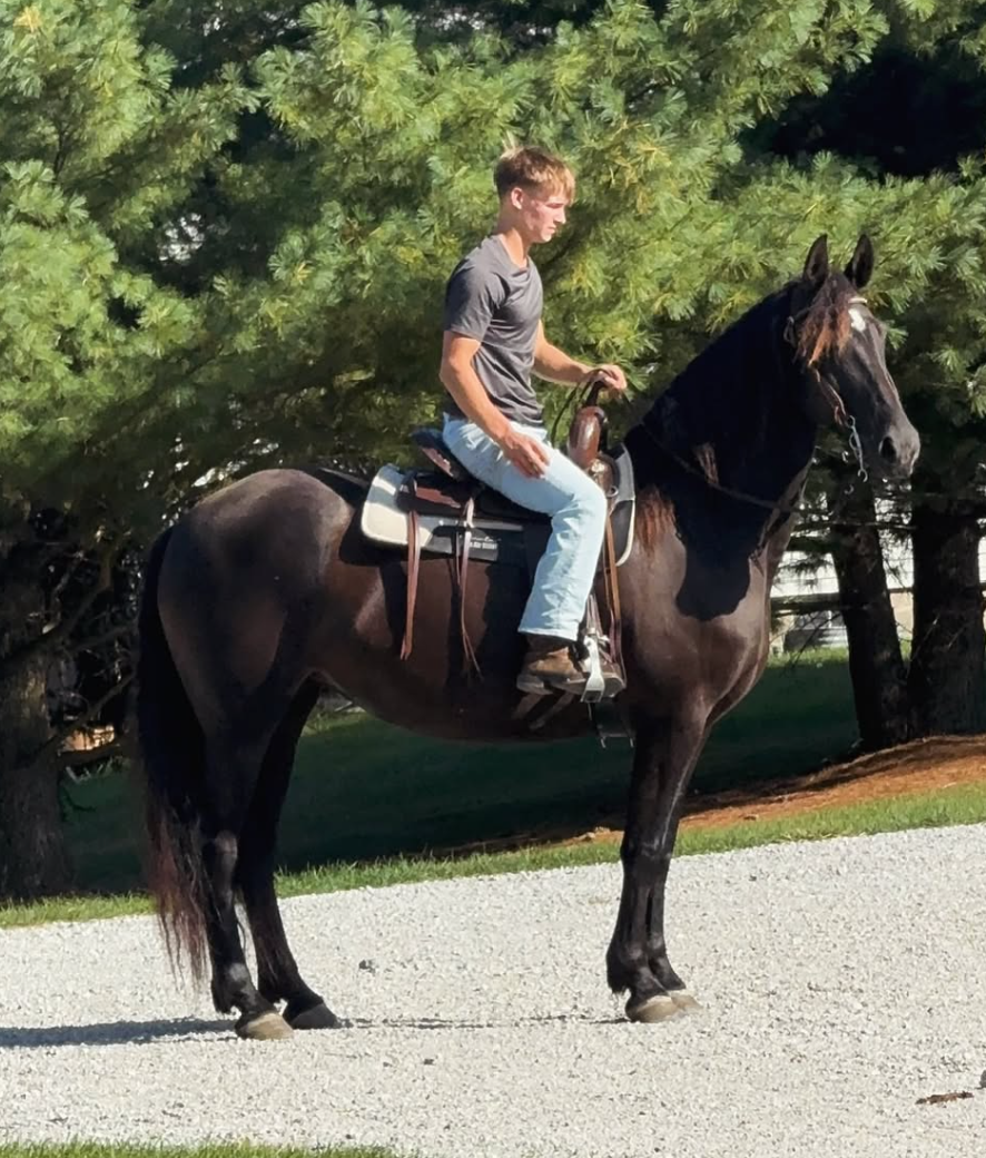 Young man riding a dark brown horse on a gravel path near tall green trees in sunlight.