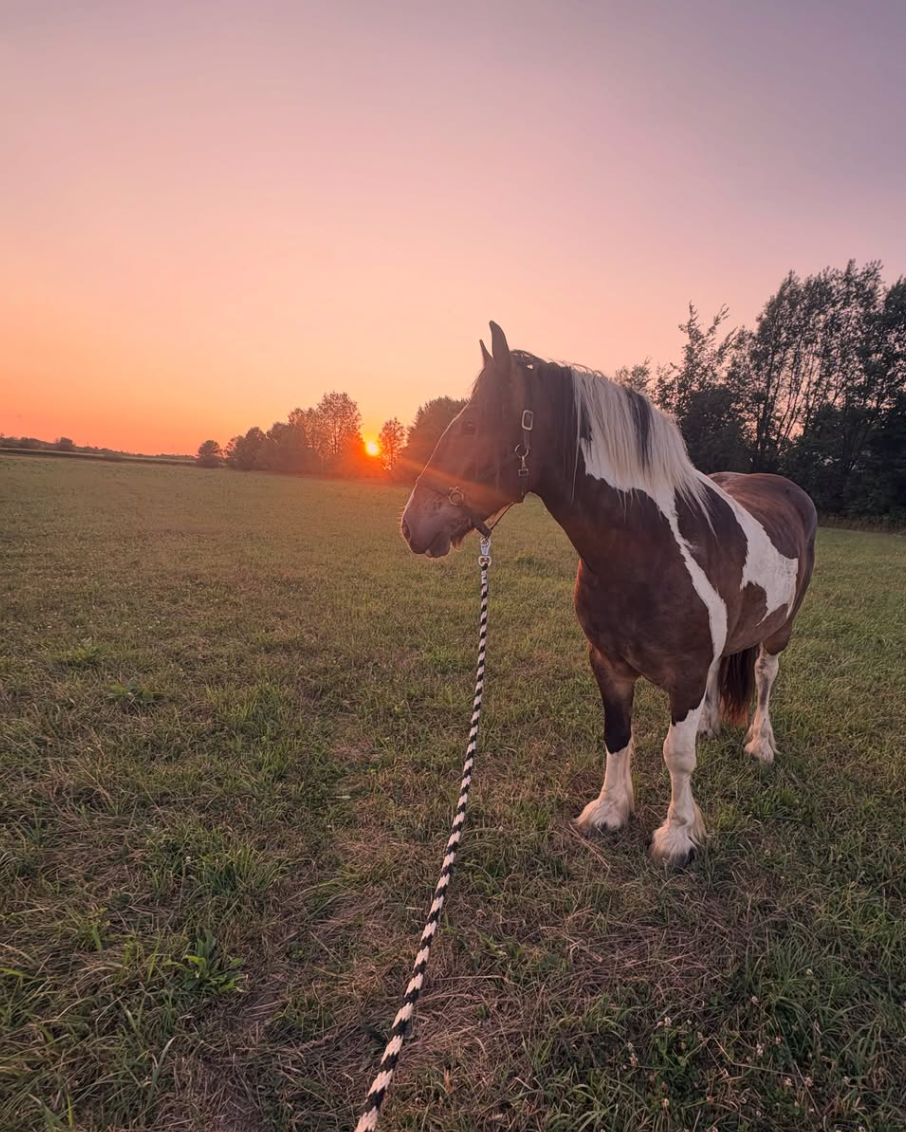 A brown and white draft horse with a long mane standing in a grassy field during sunset, with trees in the background.