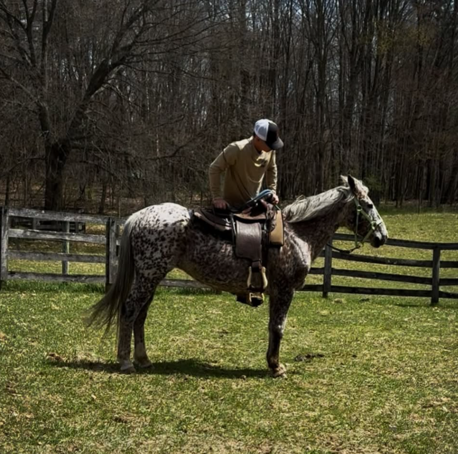 A person wearing a baseball cap and tan clothing sitting on a gray and white speckled horse in a fenced outdoor area with trees in the background.