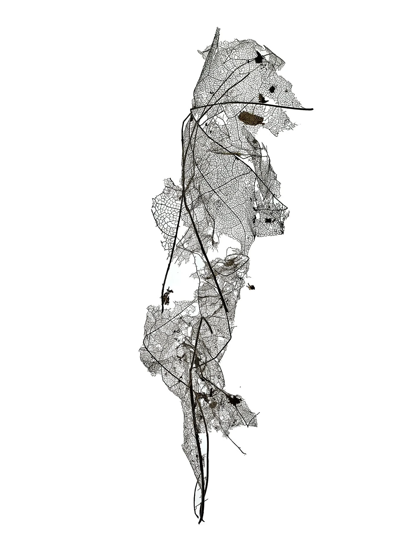 LEAF MAP 23