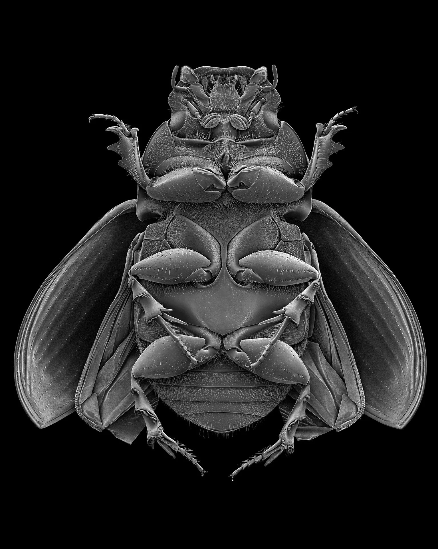 SCARAB