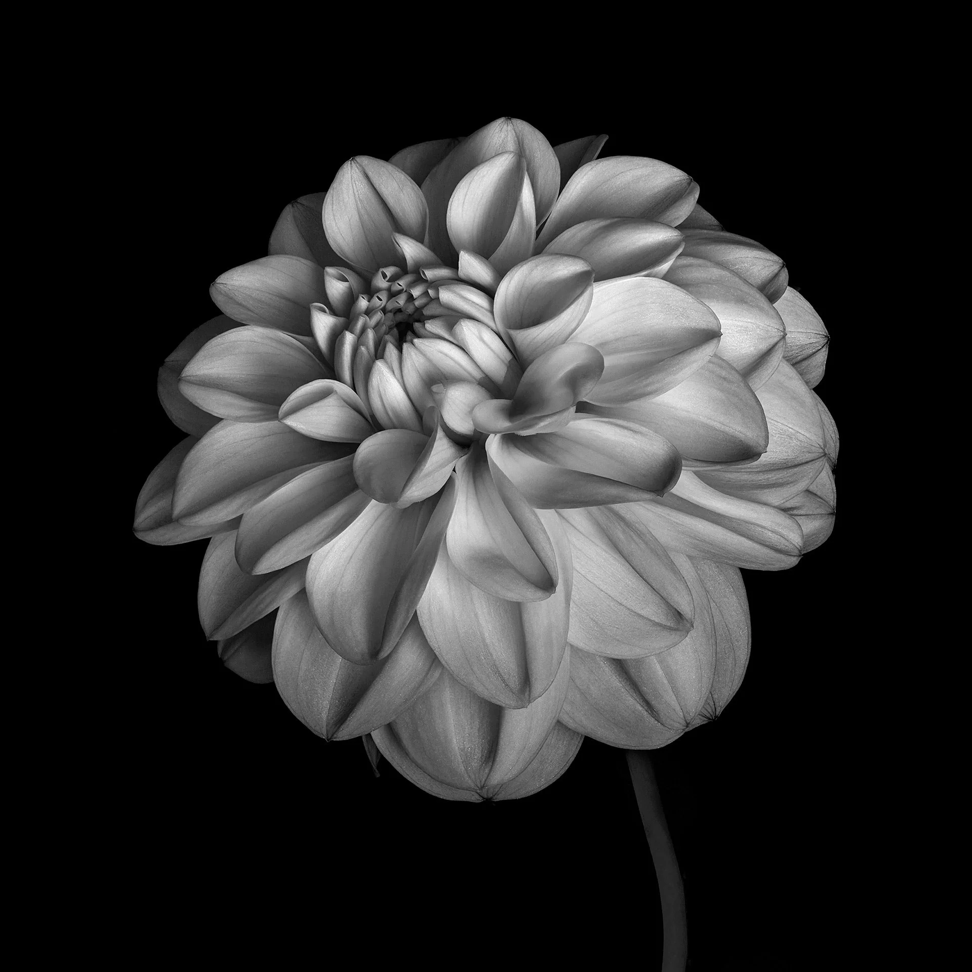 WHITE DAHLIA