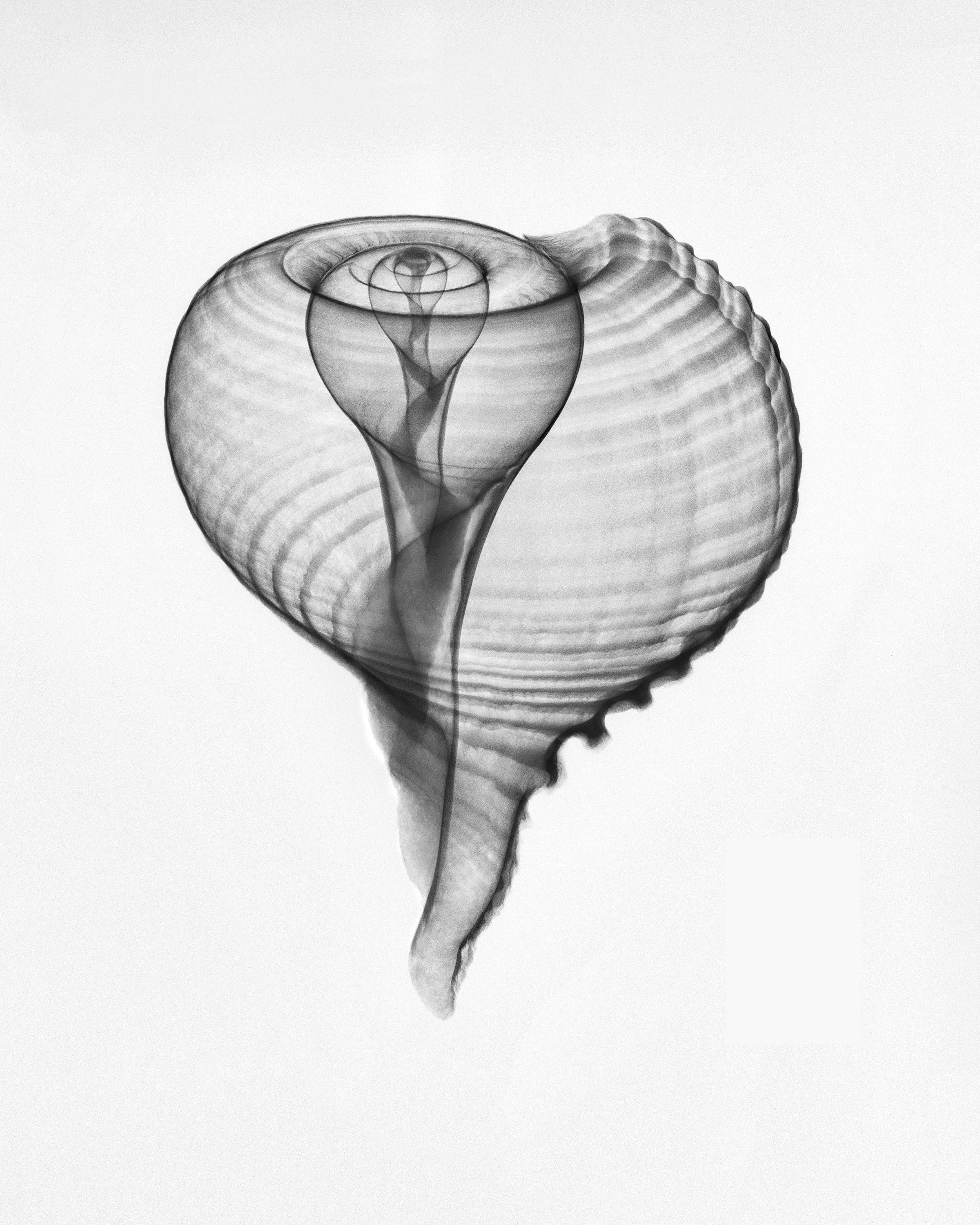 giles_paper fig shell (ficus ficus)_2022.jpg