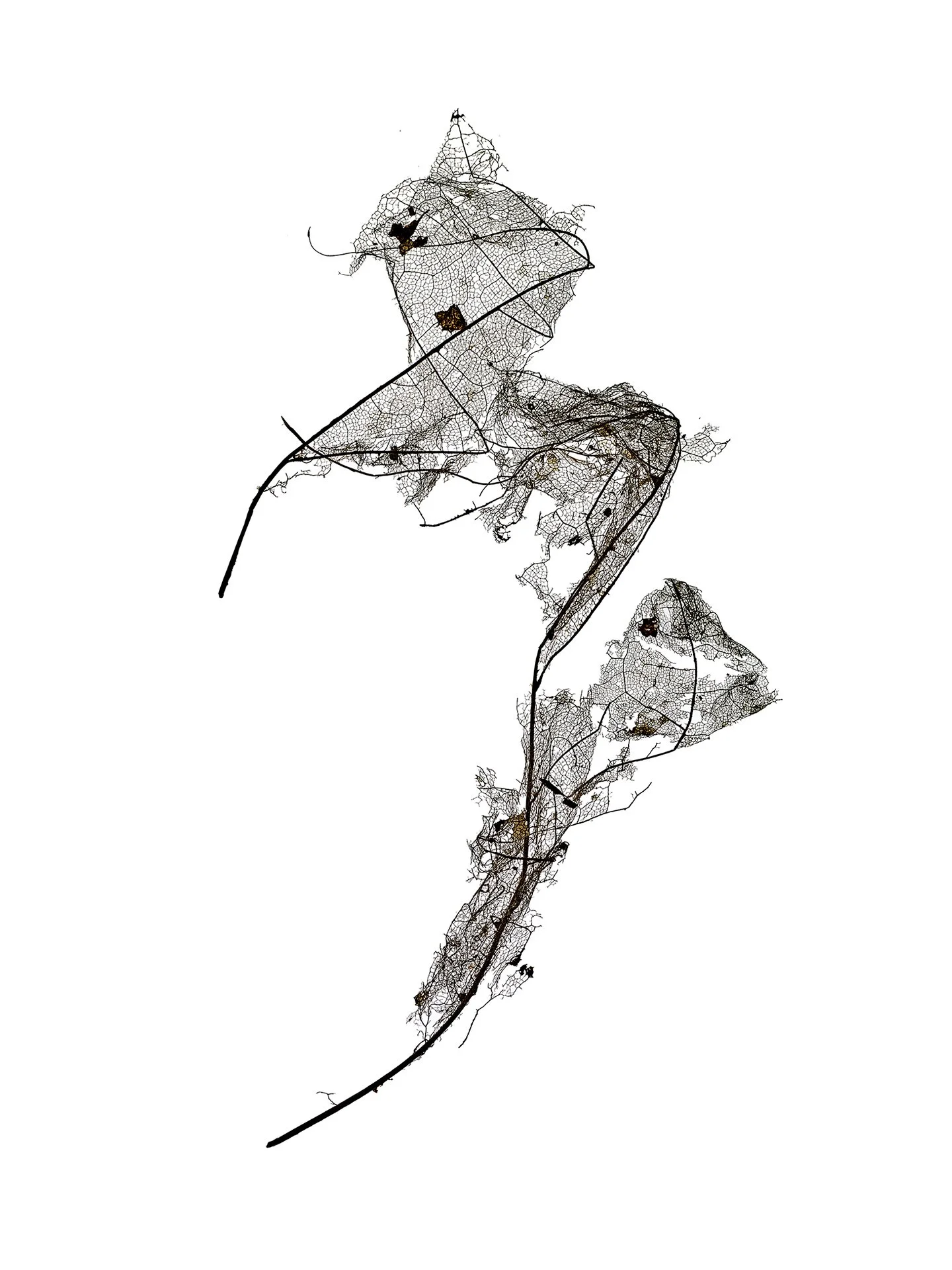 LEAF MAP 17
