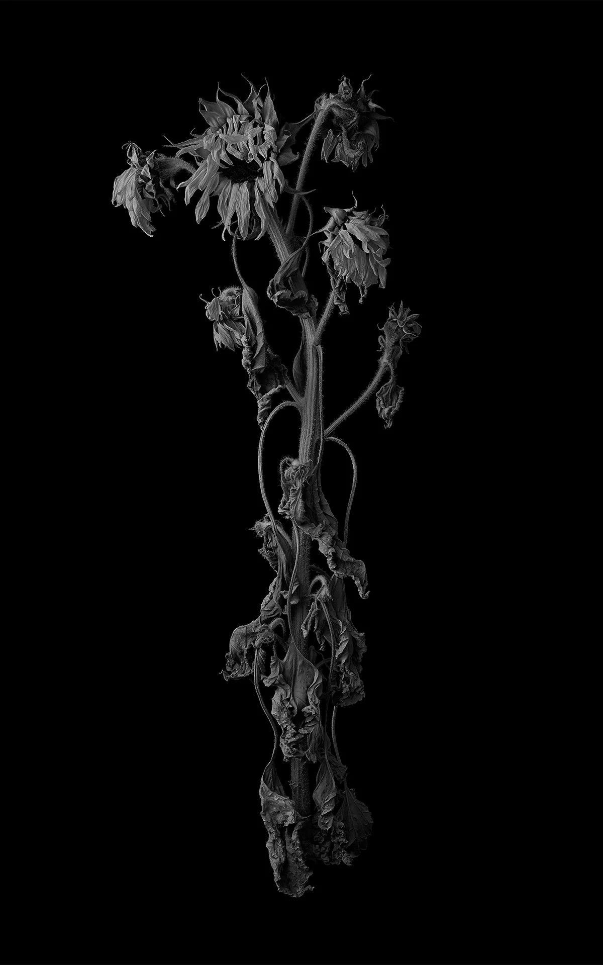 CENTER SUNFLOWER