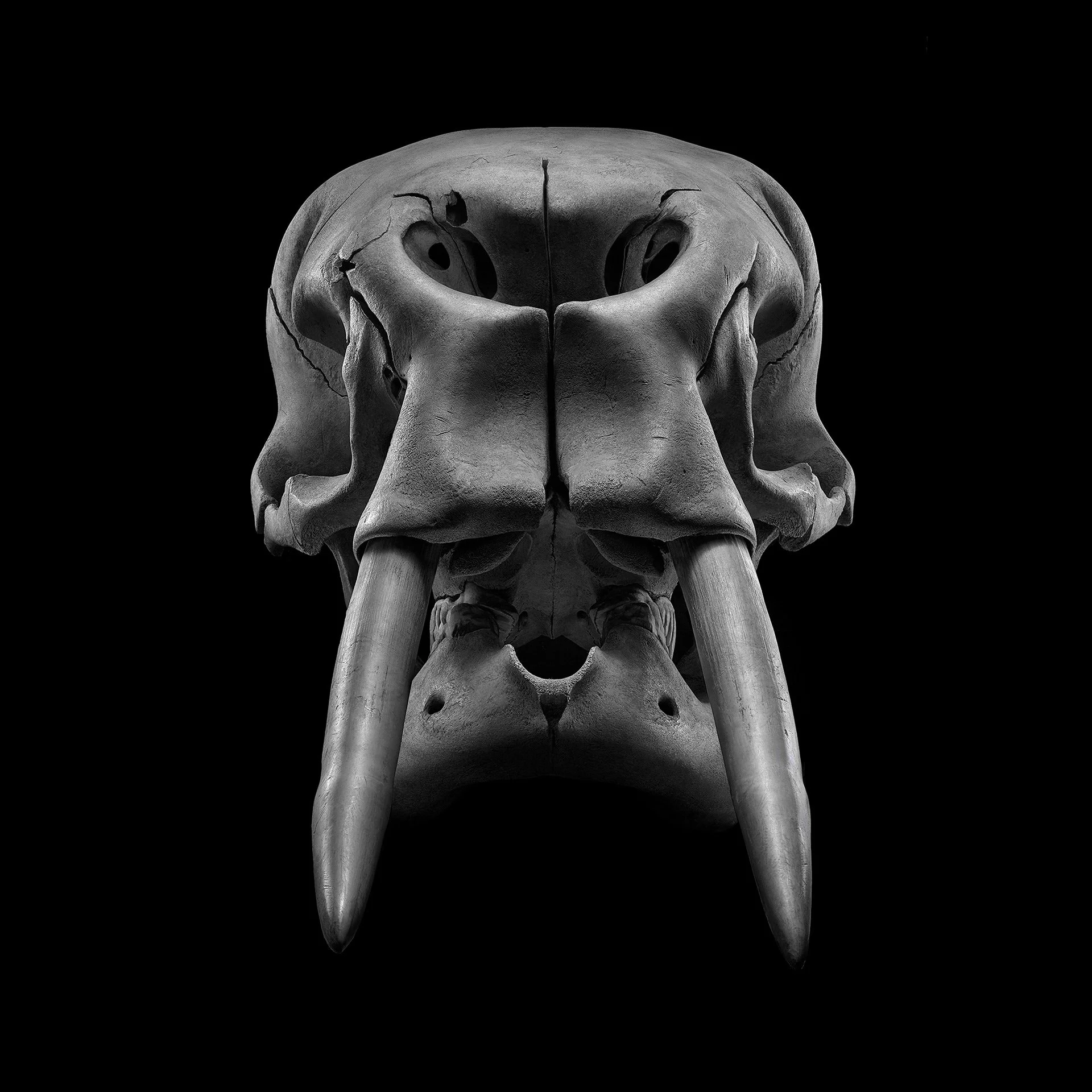 ELEPHANT HEAD ON