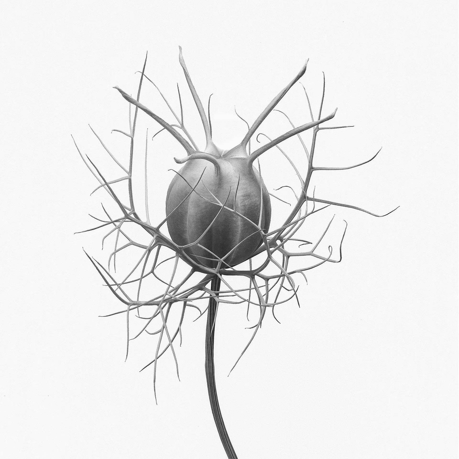 NIGELLA DAMASCENA REVERSE