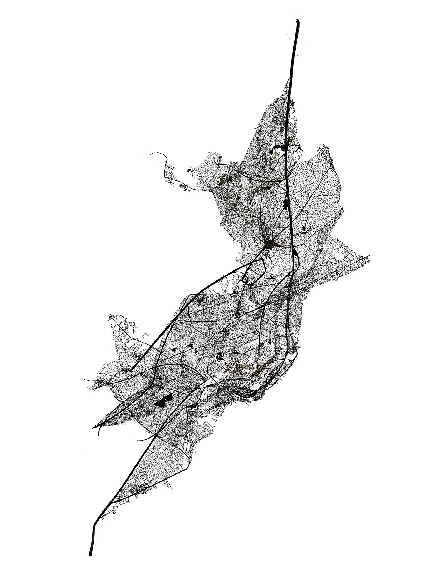 LEAF MAP 25