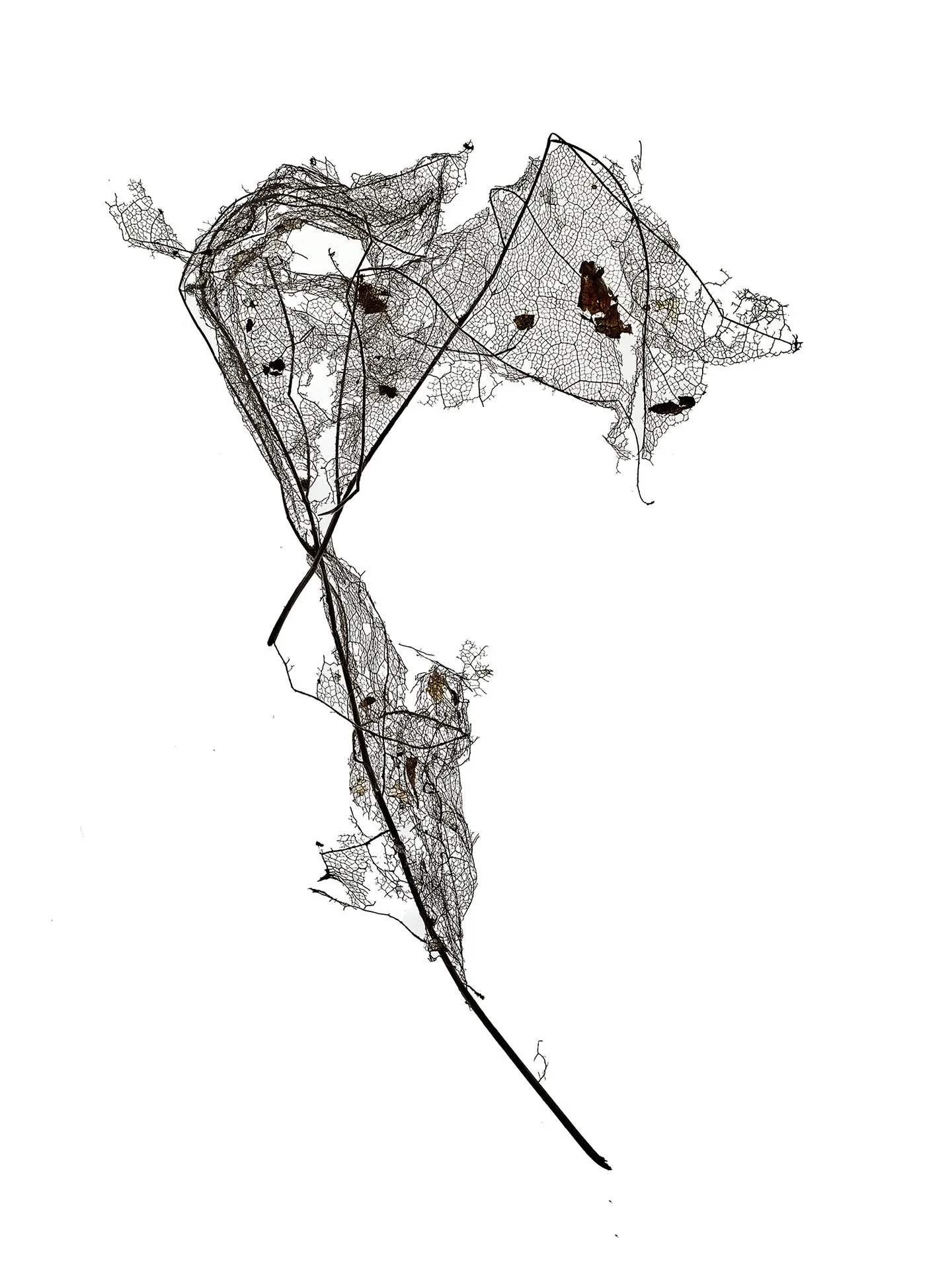 LEAF MAP 11