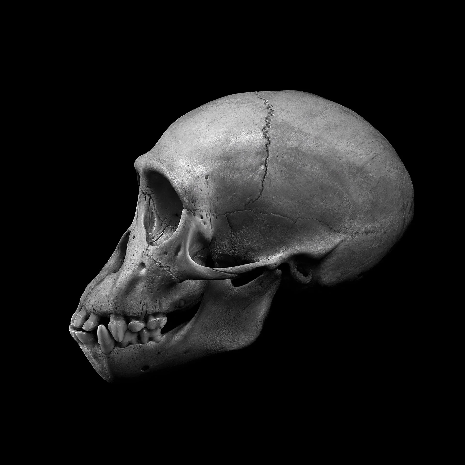 CHIMPANZEE SIDE VIEW