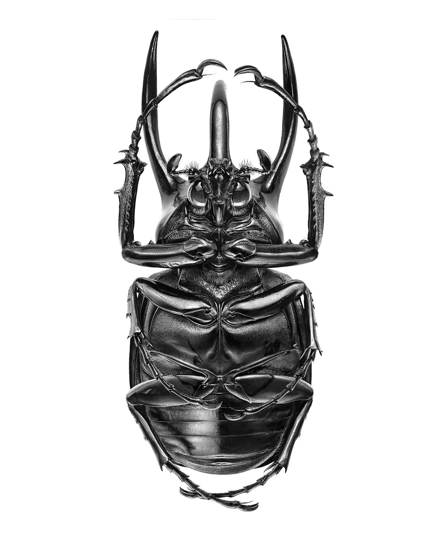 Chalcosoma-chiron