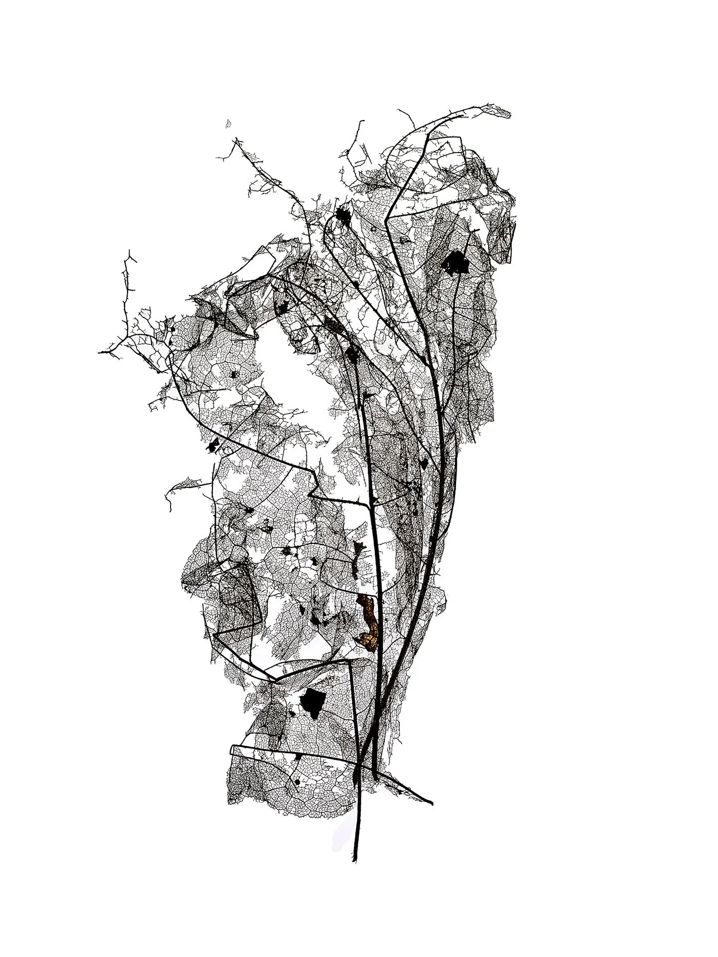 LEAF MAP 12
