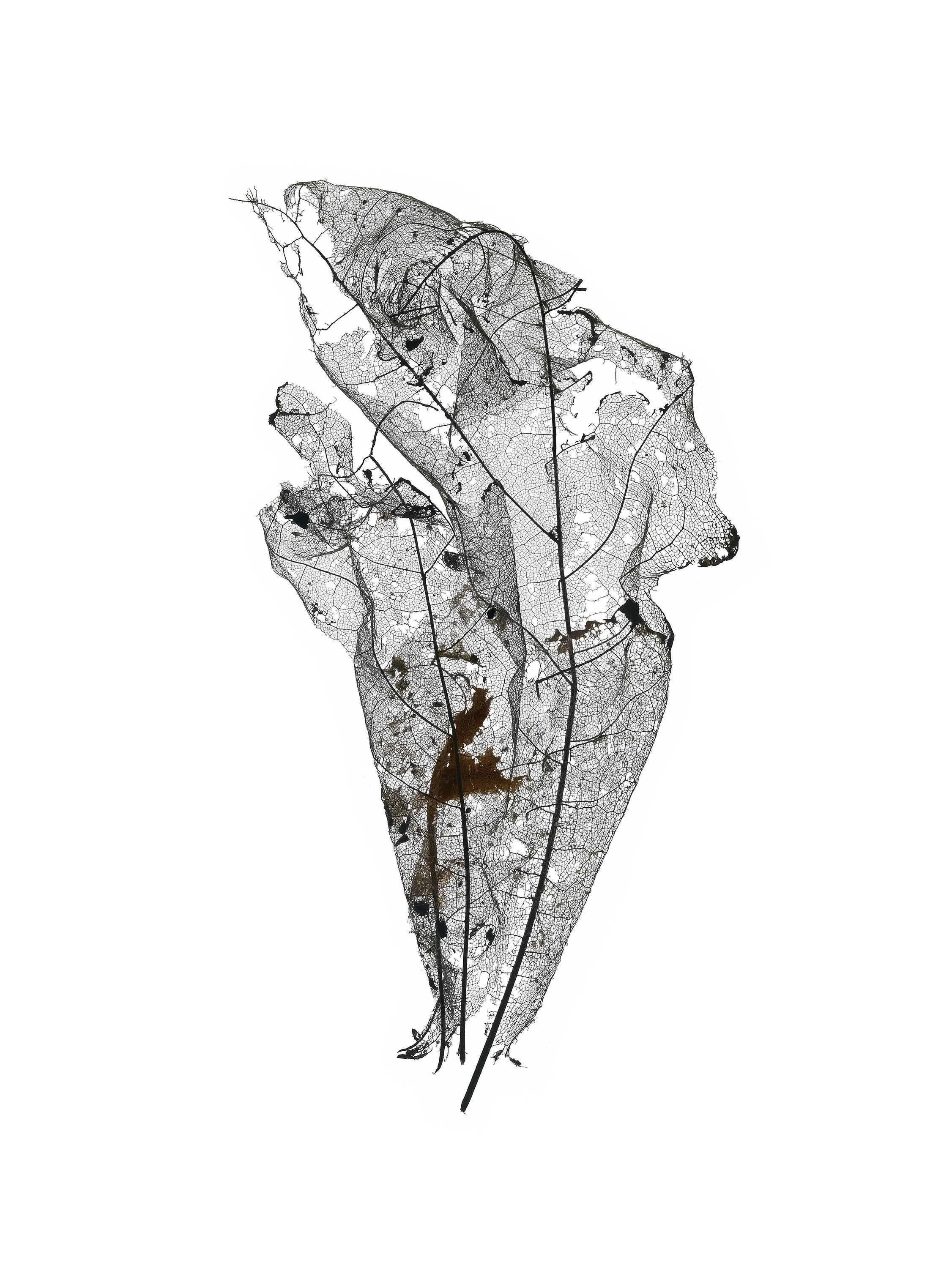 giles_leaf map 3_2010.jpg