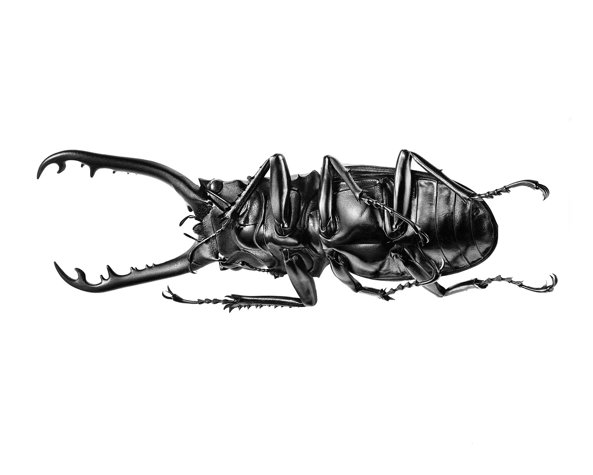 Prosopocoilus-giraffa-timorensis