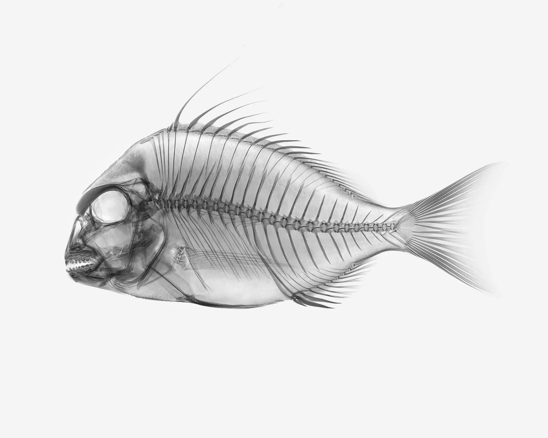 SNAPPER