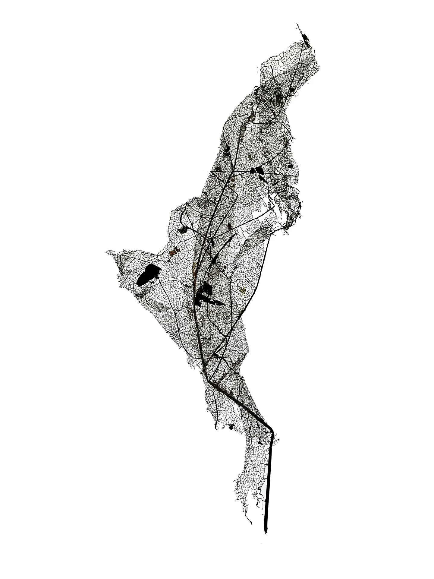 LEAF MAP 21