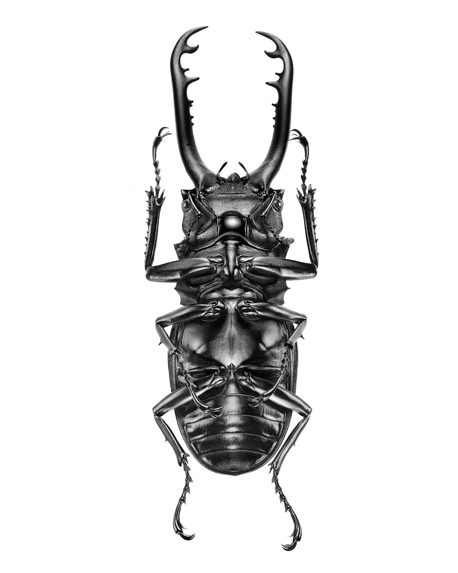 Prosopocoilus-giraffa-timorensis
