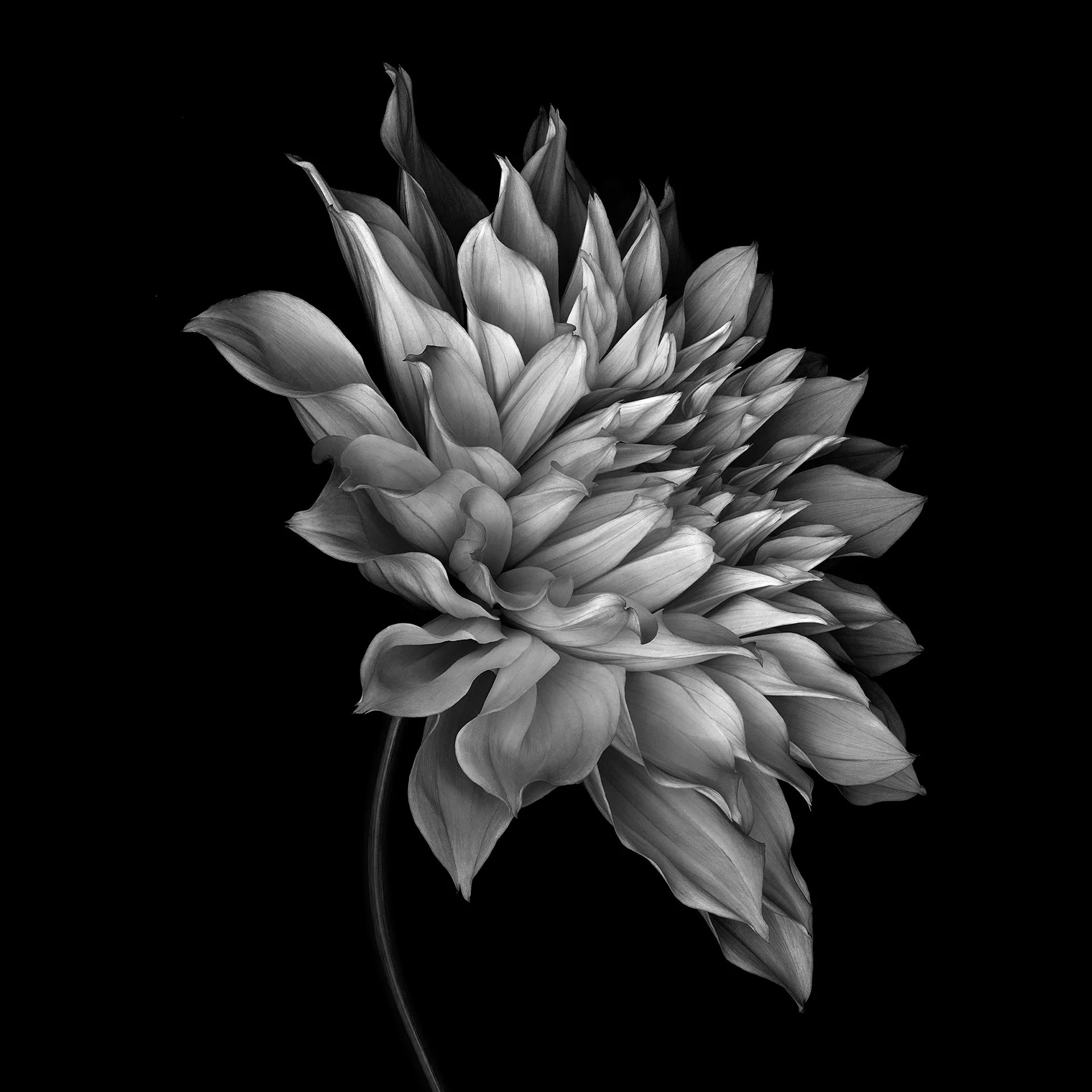 GIANT DAHLIA