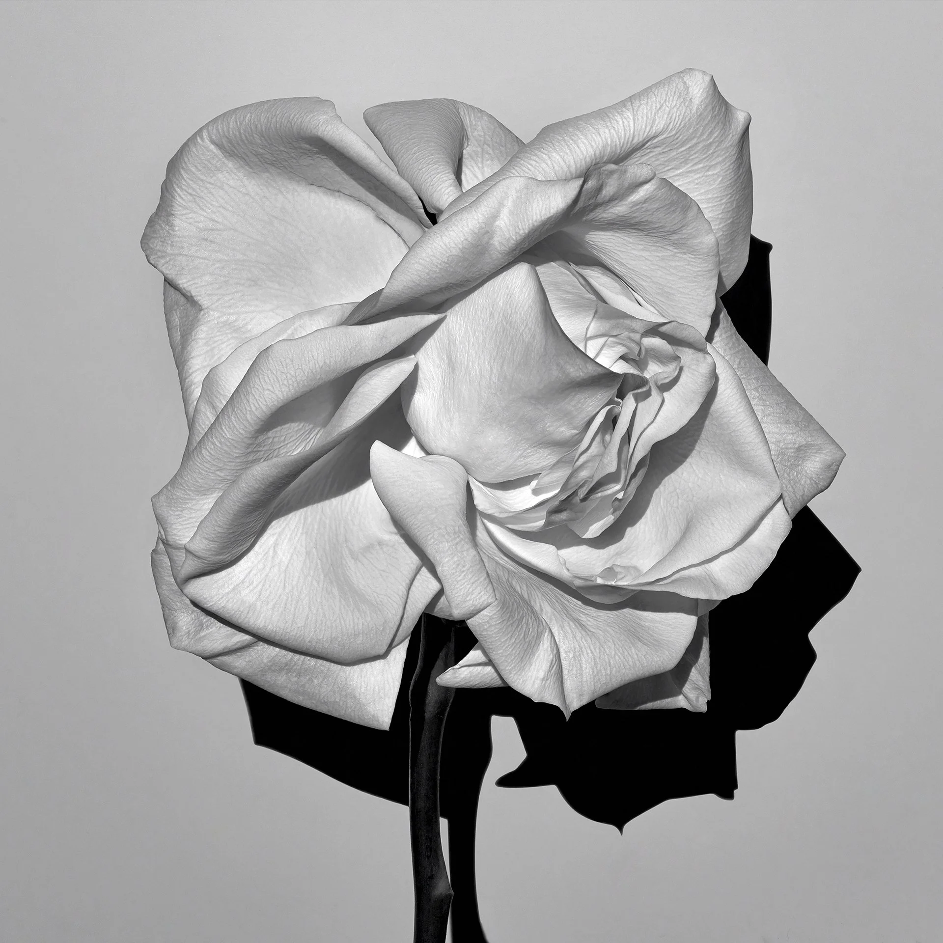 MATURE ROSE 1