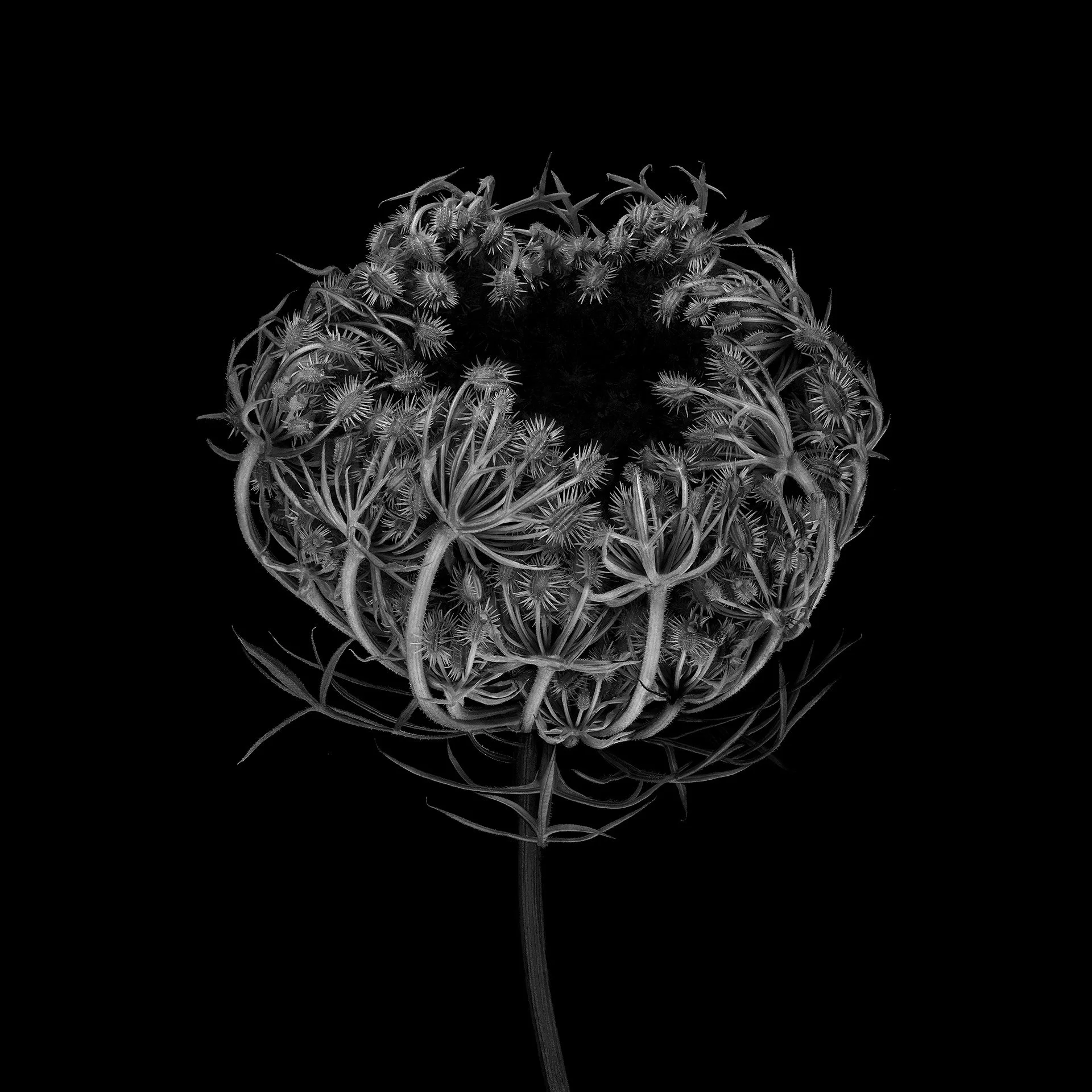 DAUCUS CAROTA