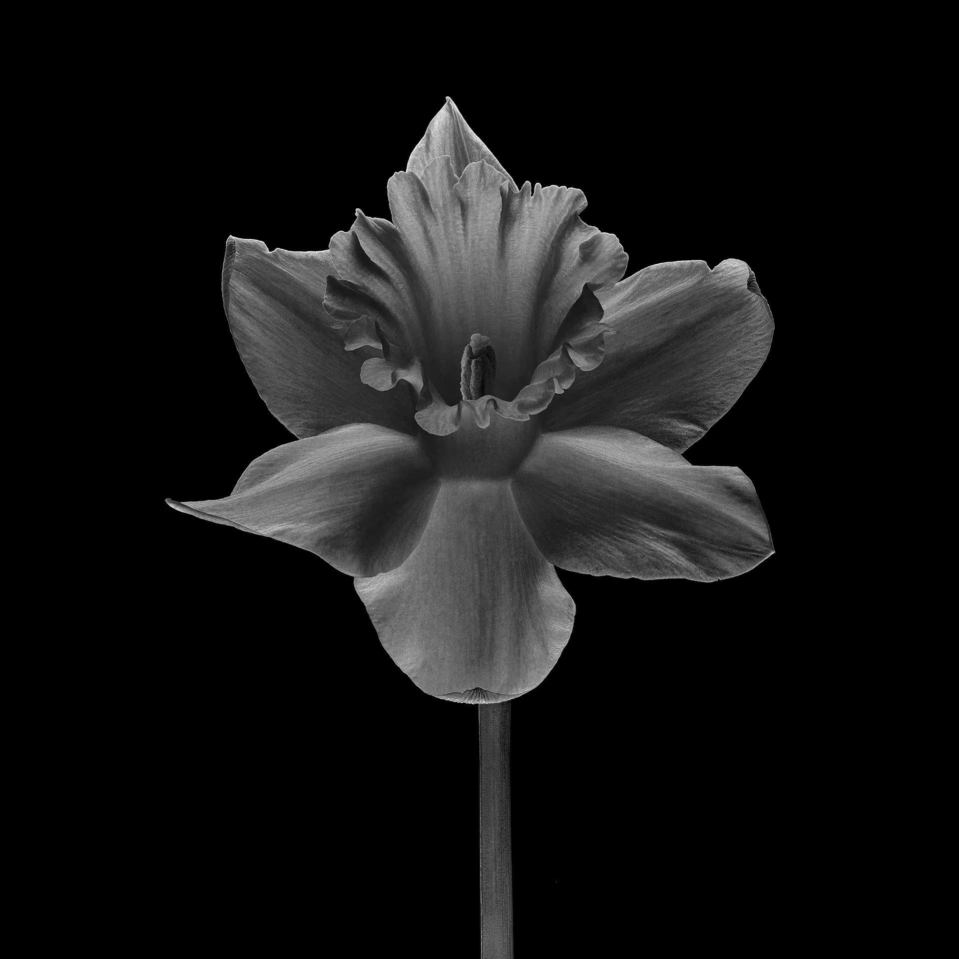 DAFFODIL