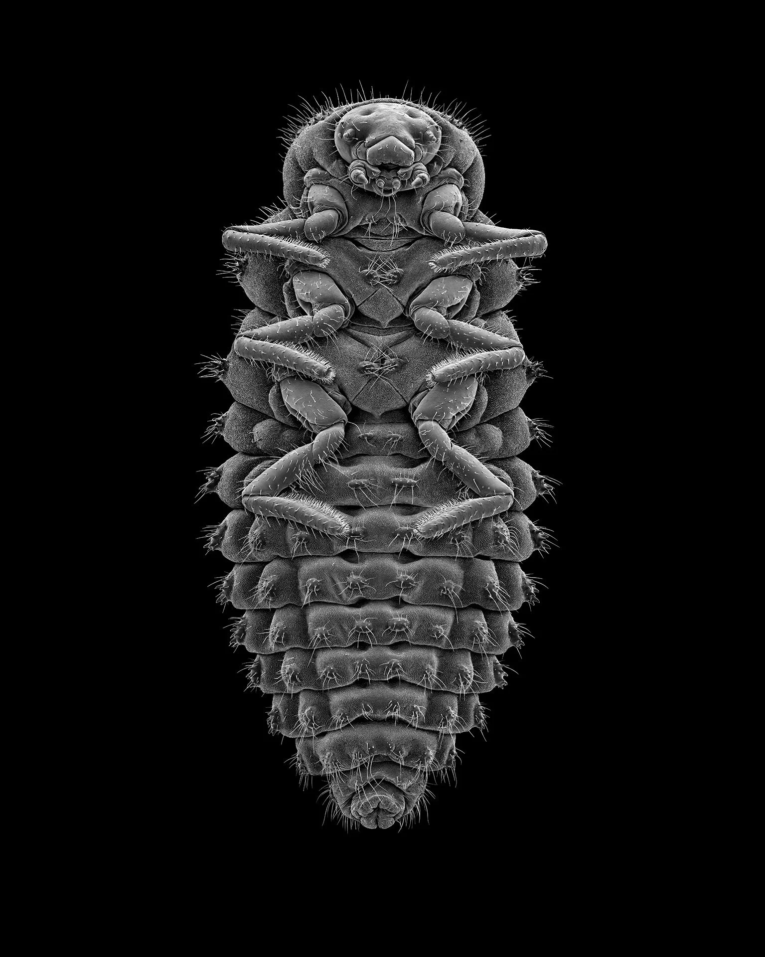 LARVAE