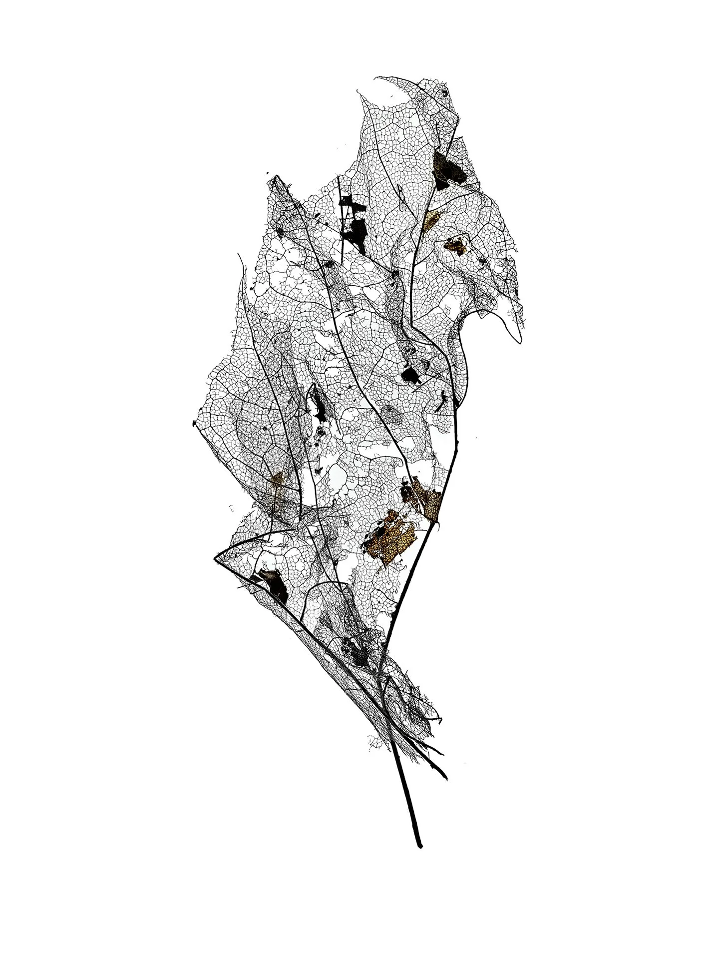 LEAF MAP 20