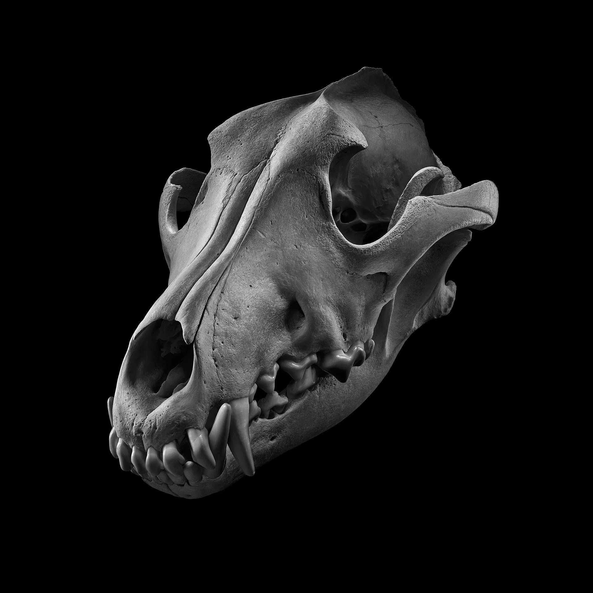 WOLF