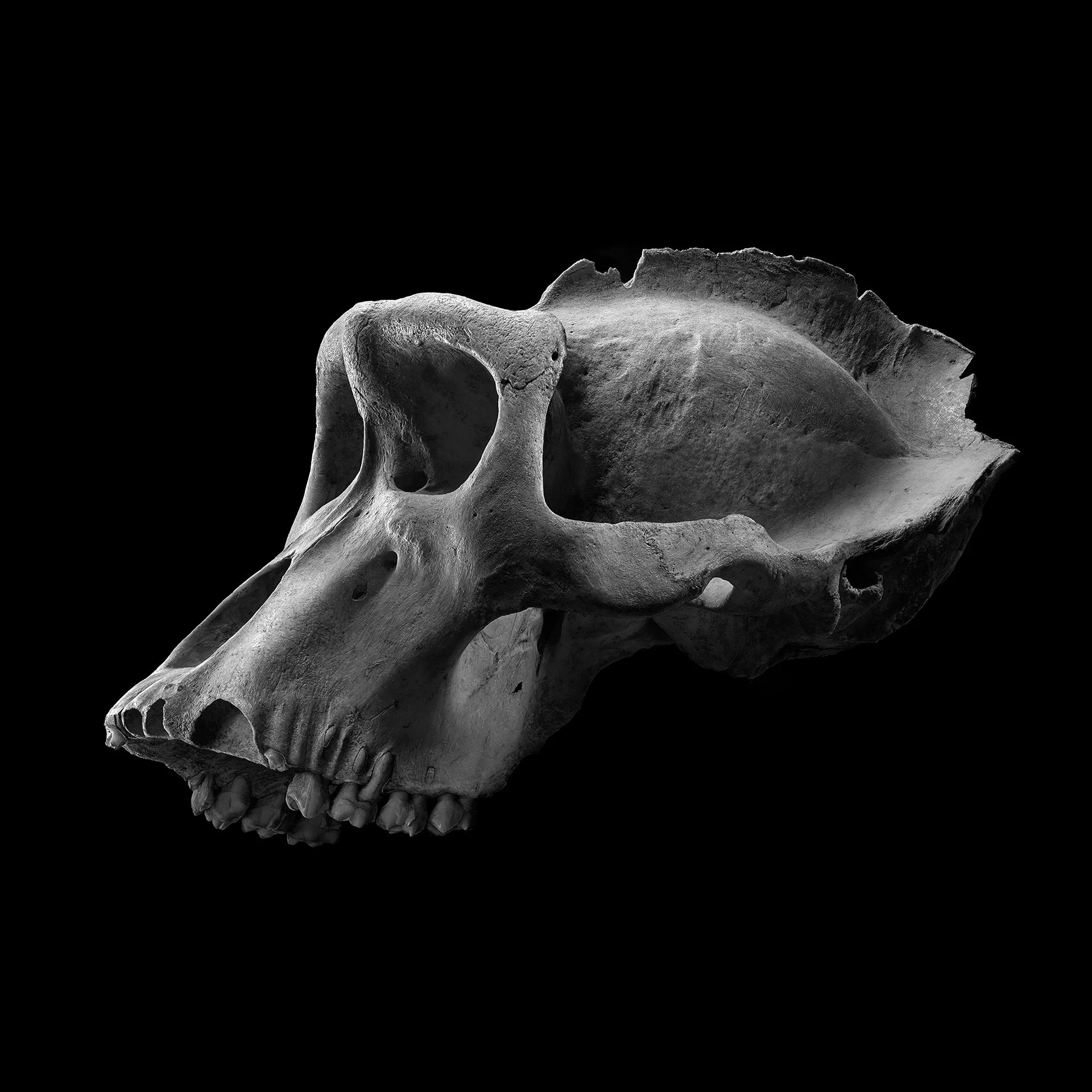 GORILLA