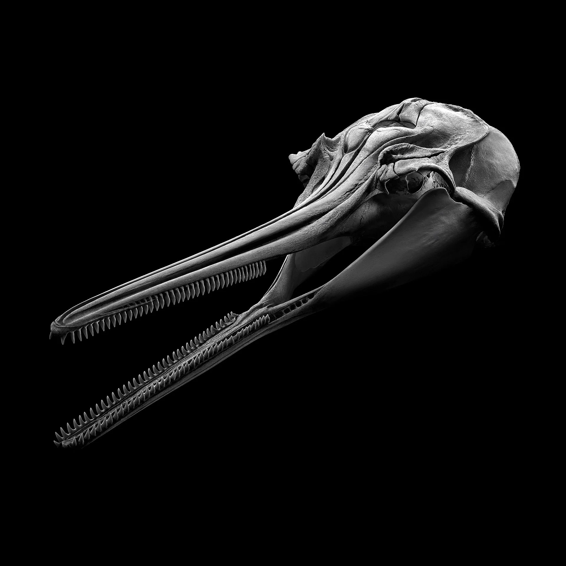 AMAZONIAN DOLPHIN