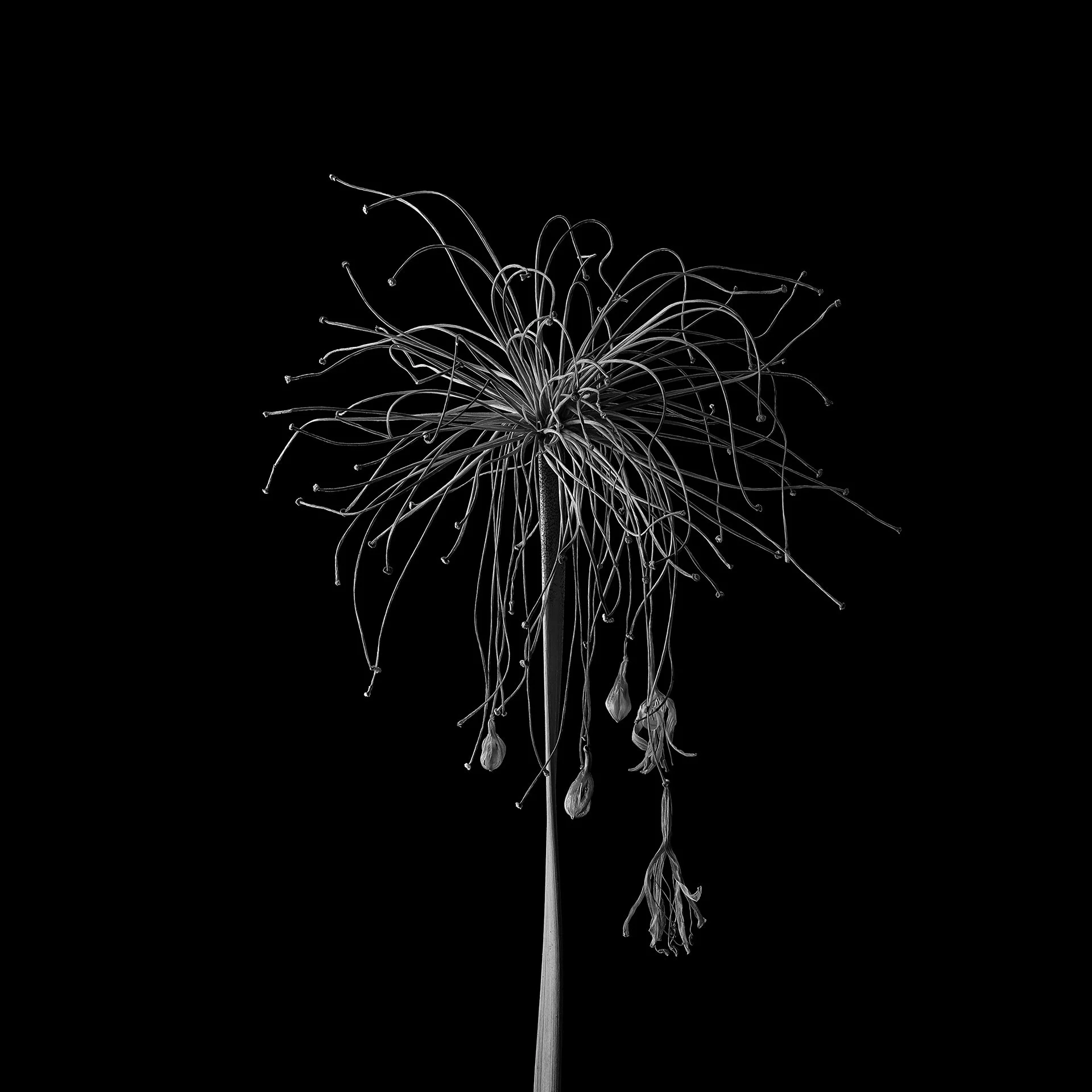 AGAPANTHA DRIED