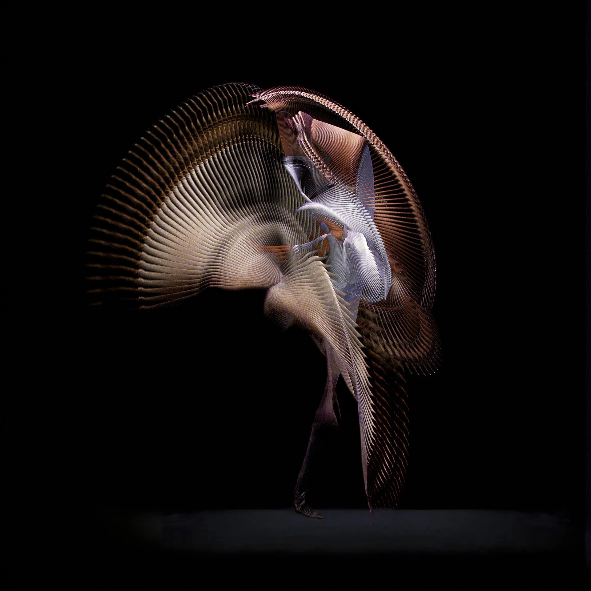 DANCER WHITE 1