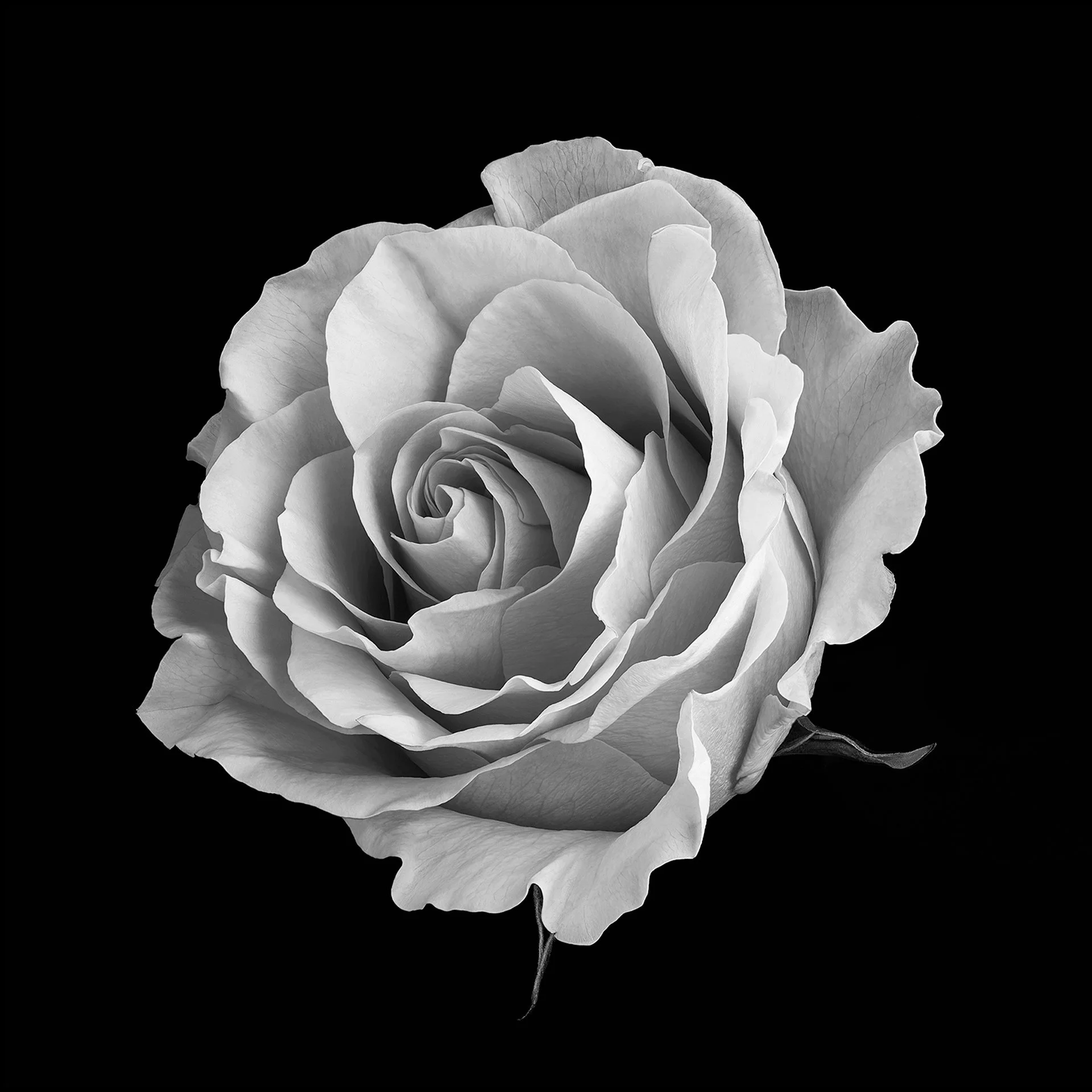 ROSE WHITE