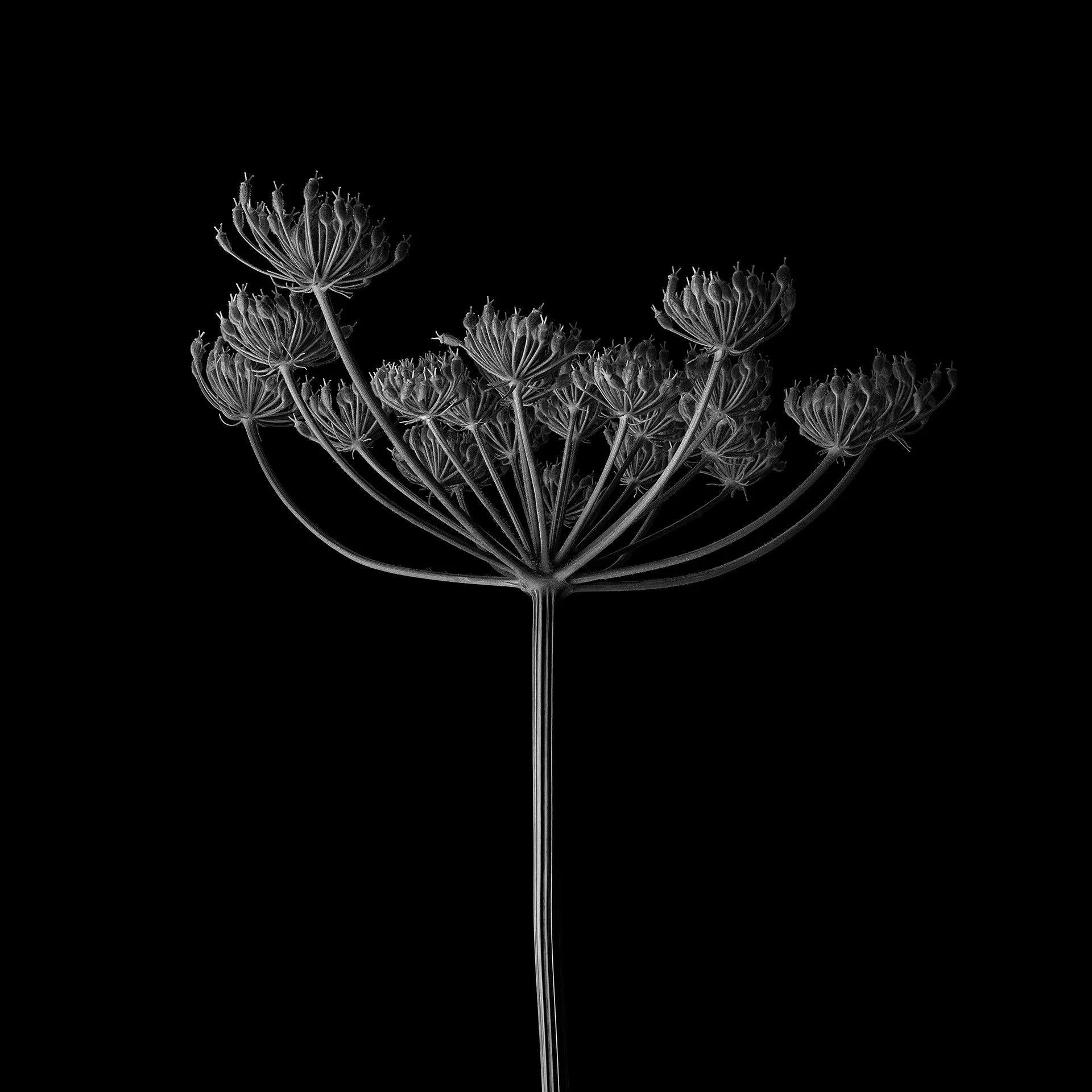 UMBELLIFER