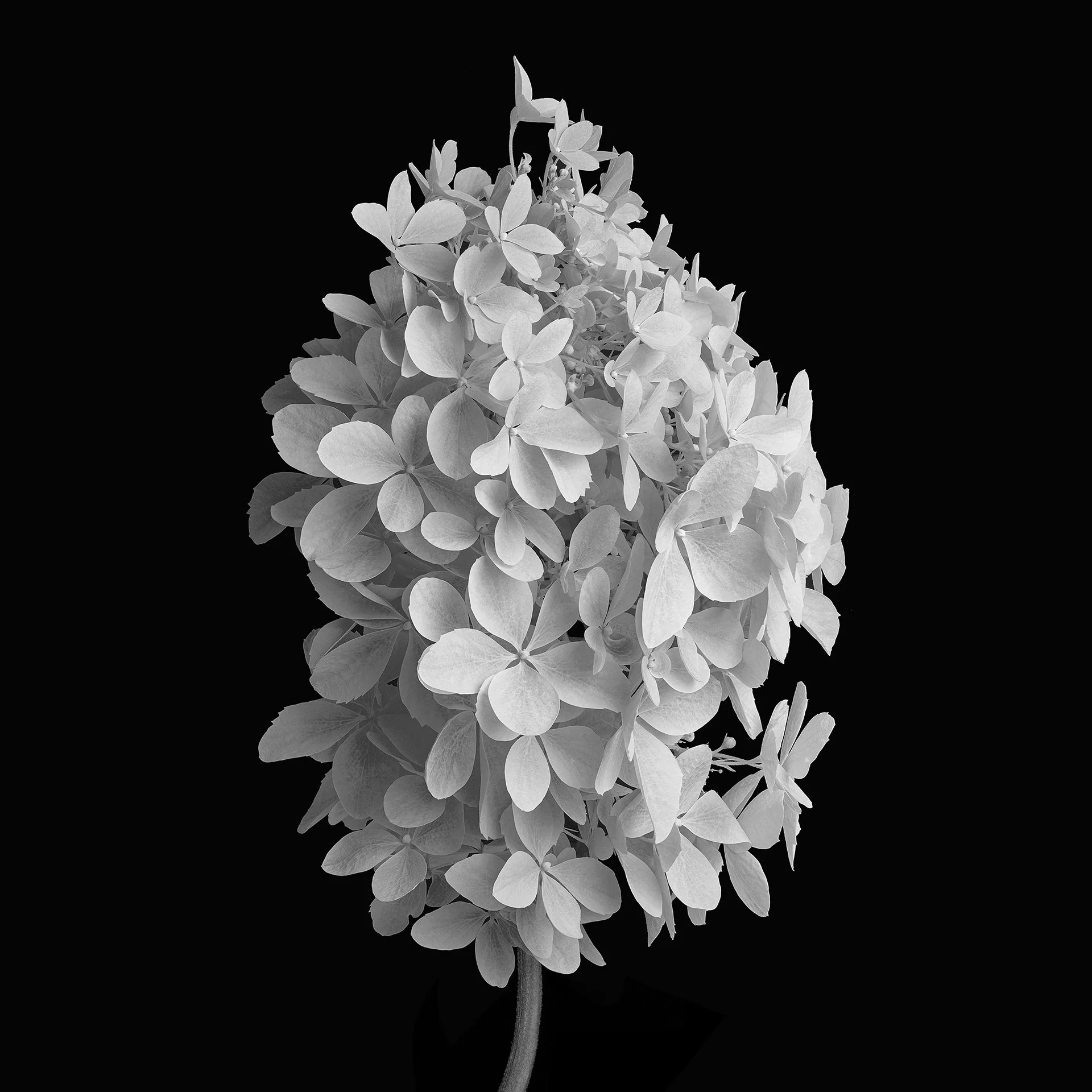 HYDRANGEA