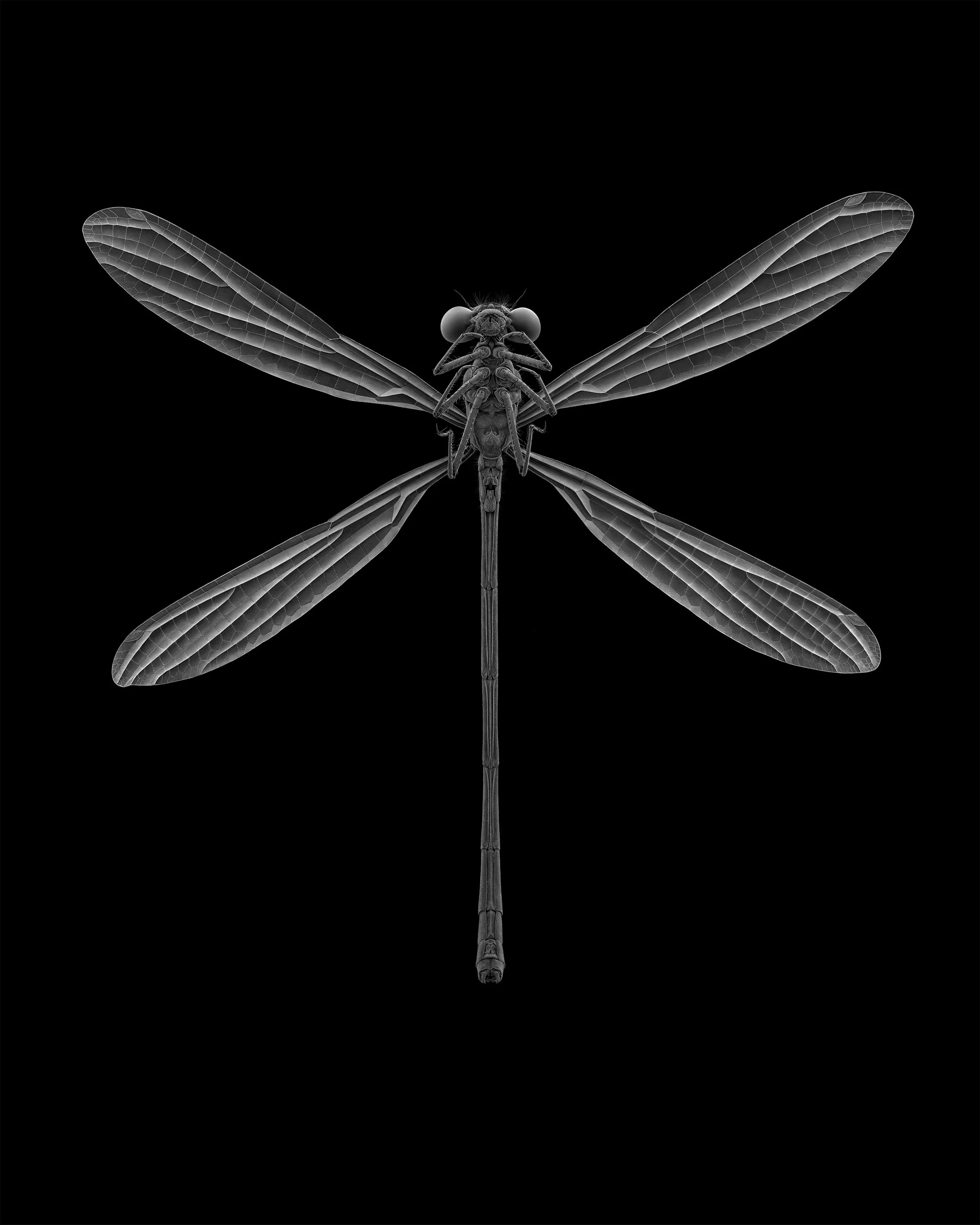 giles_damselfly_2000.jpg