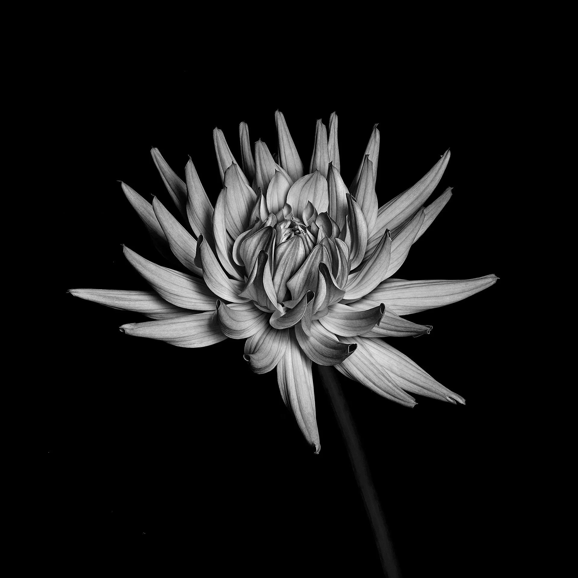 SPIDER DAHLIA