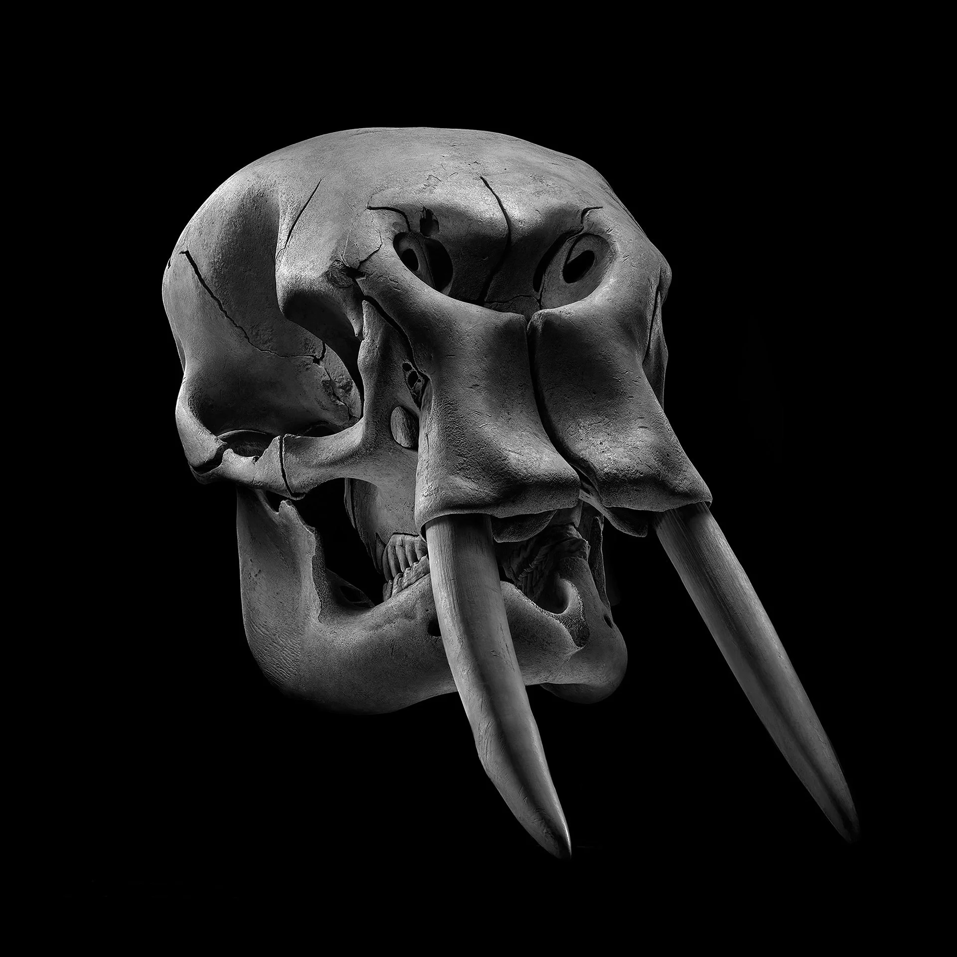 ELEPHANT 3/4 VIEW