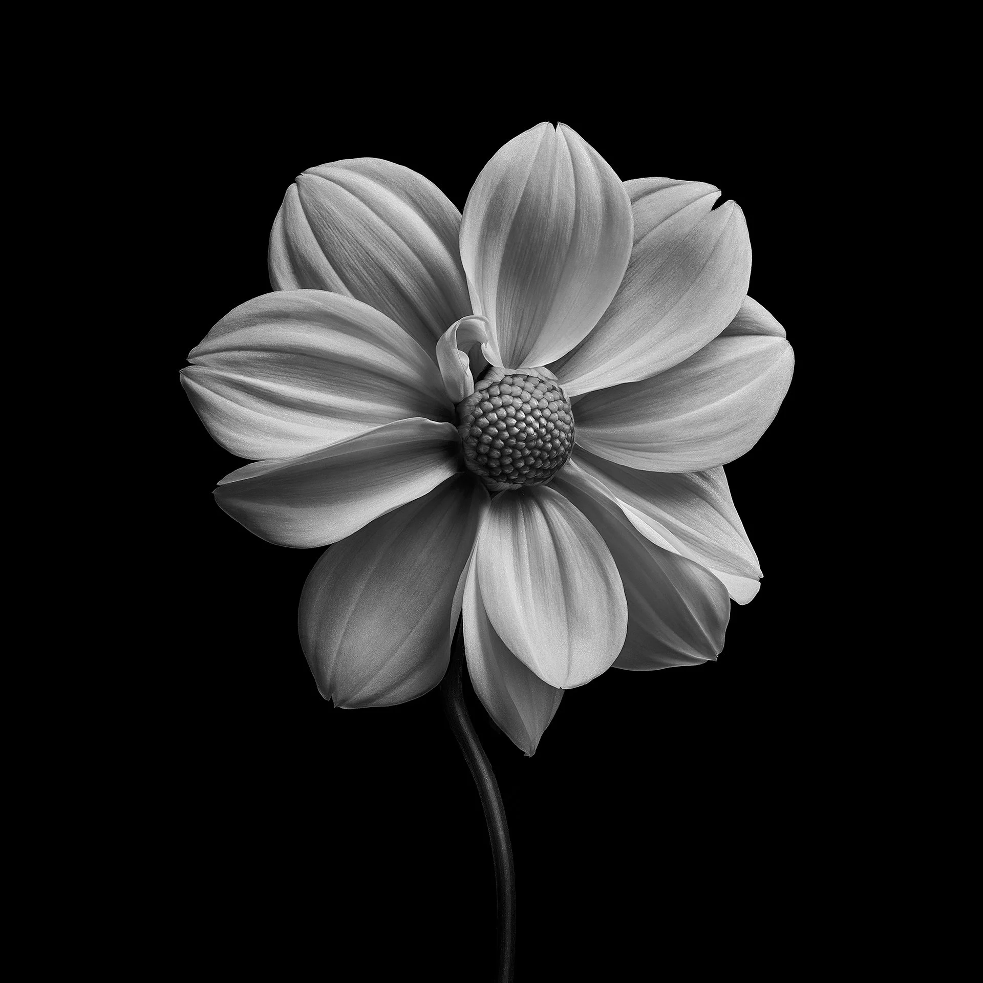 DAHLIA FRONT