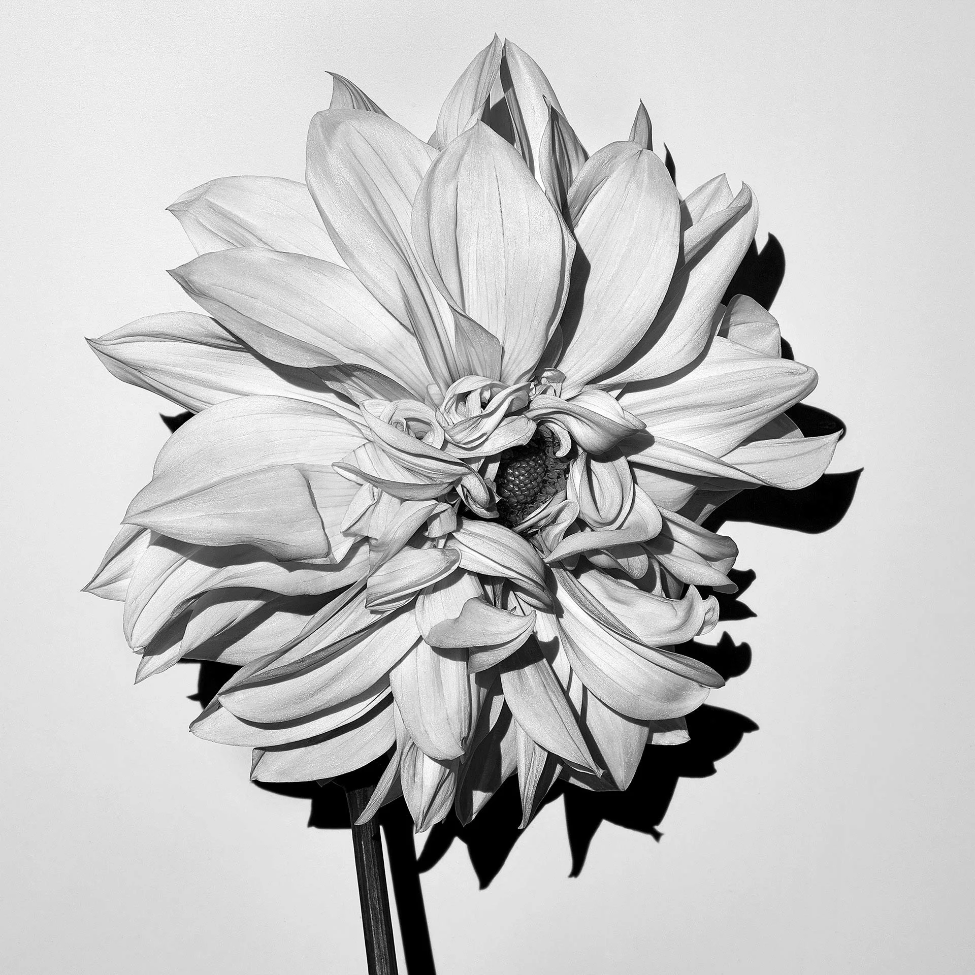 DAHLIA HYBRID 3