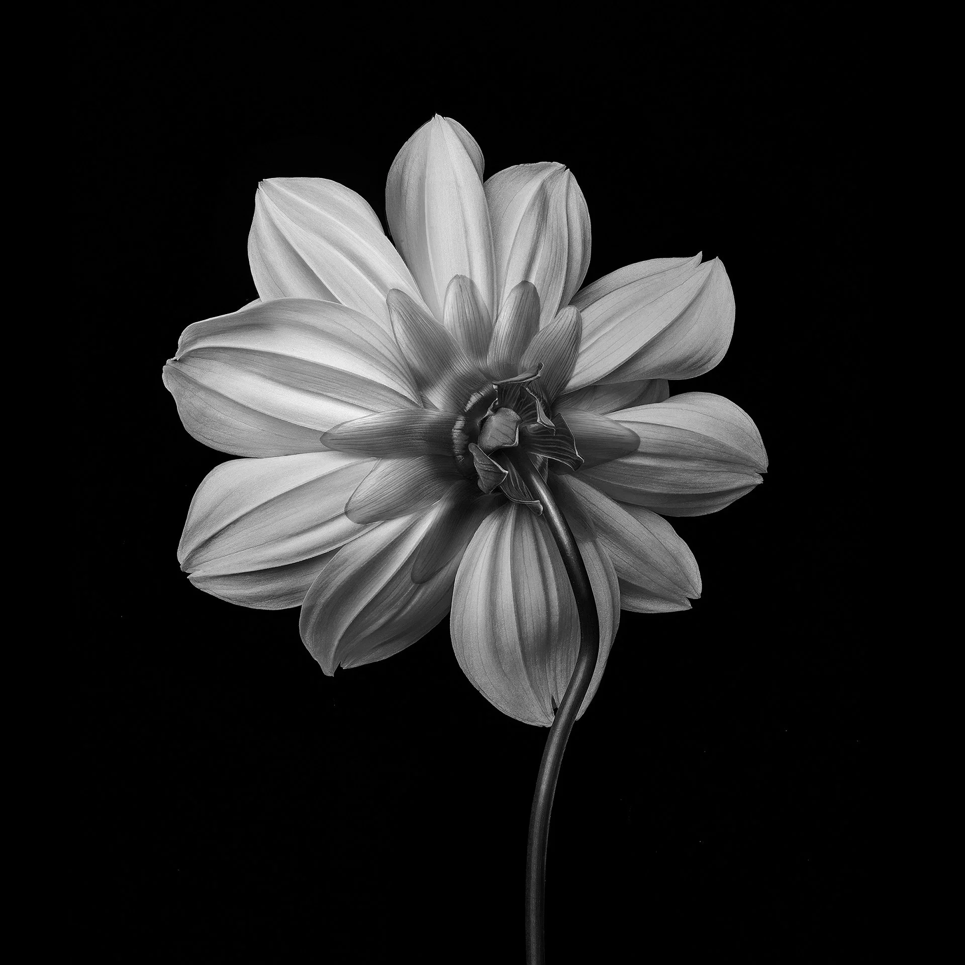 DAHLIA REVERSE