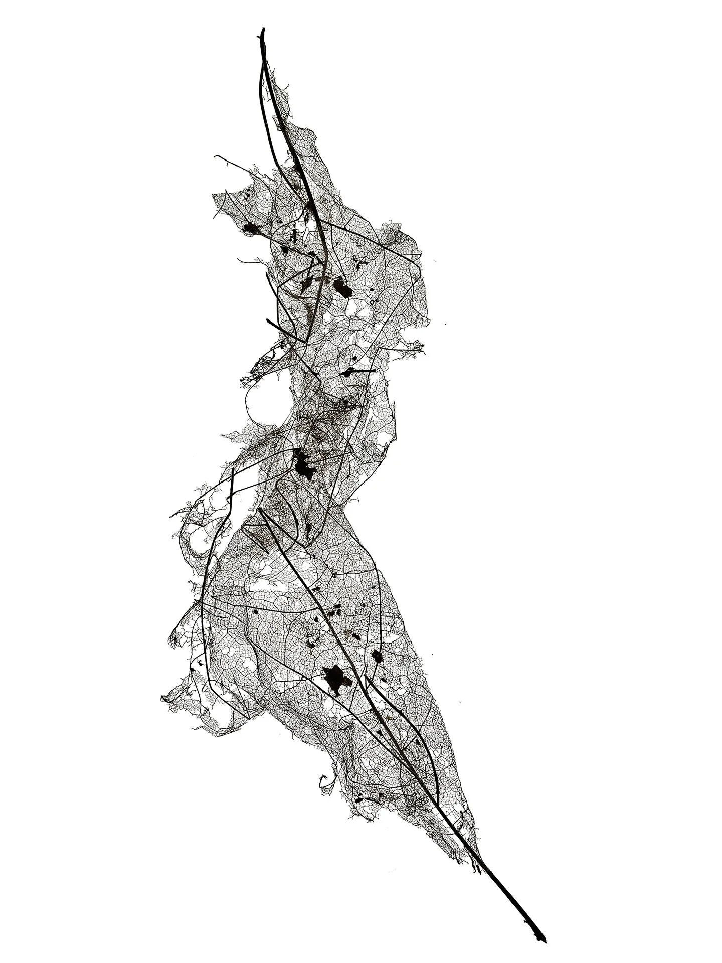 LEAF MAP 18