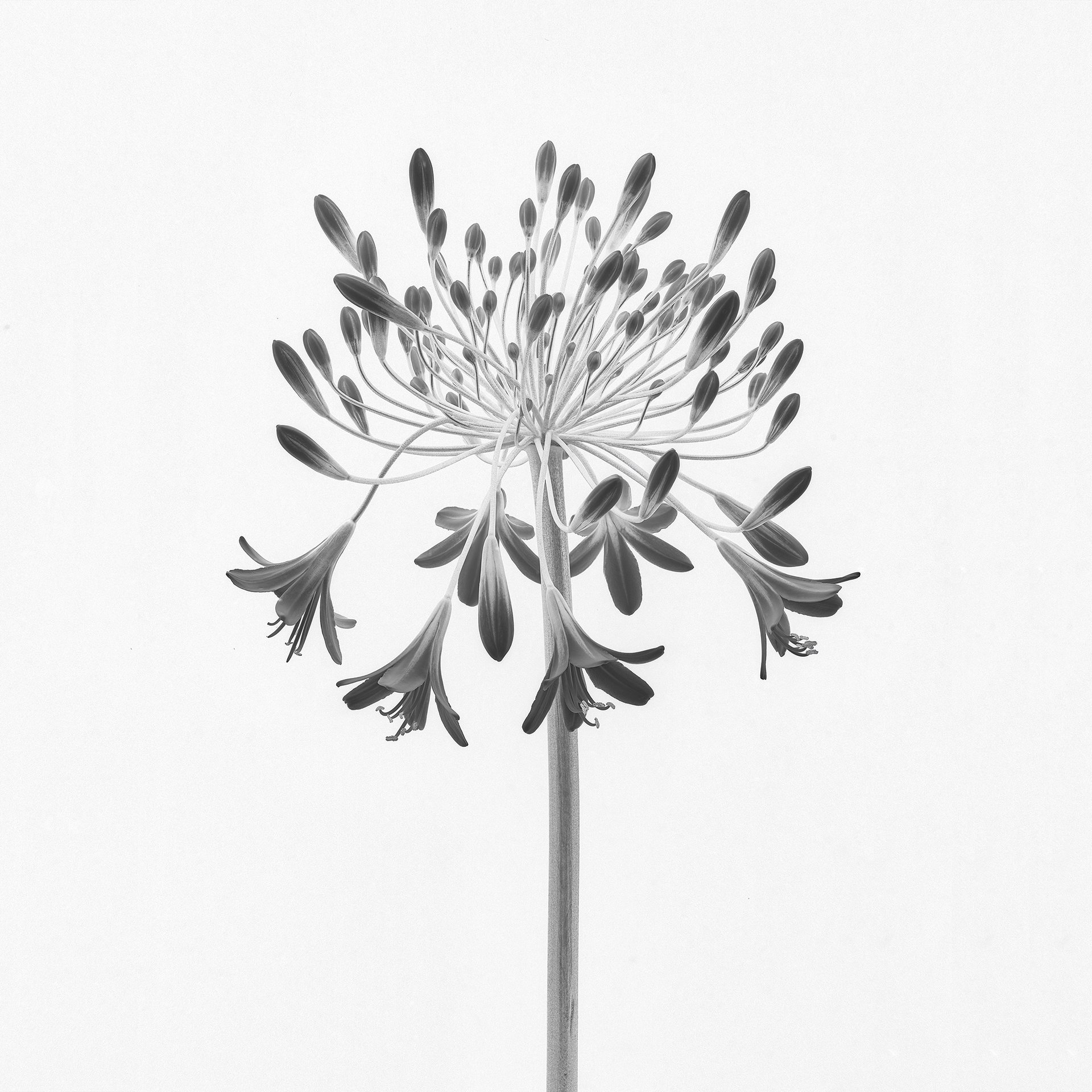 AGAPANTHA FIREWORK REVERSE