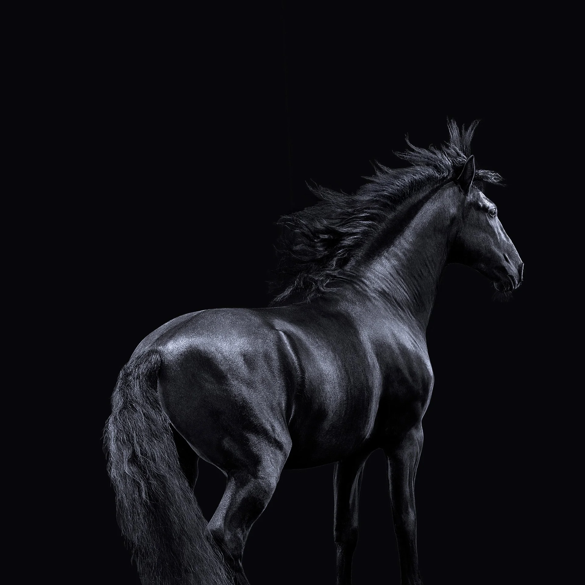 HORSE 3