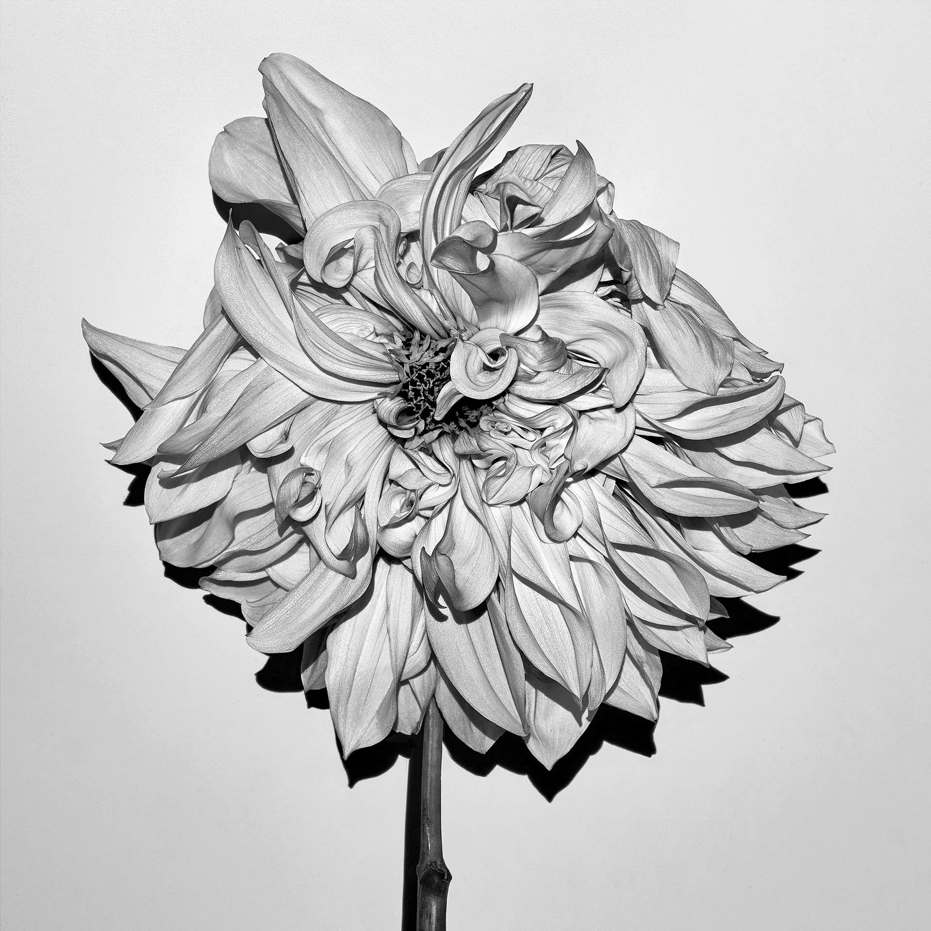 DAHLIA HYBRID 2