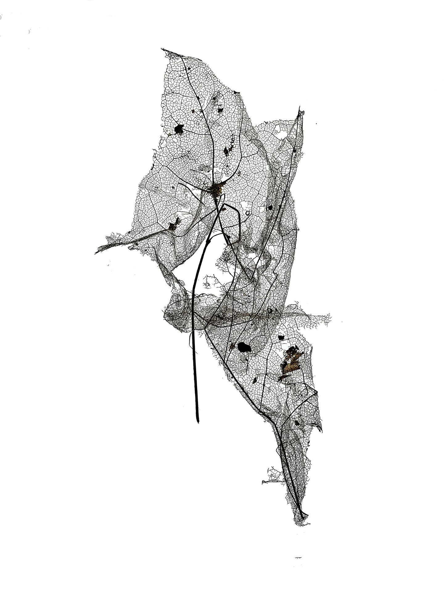 LEAF MAP 9