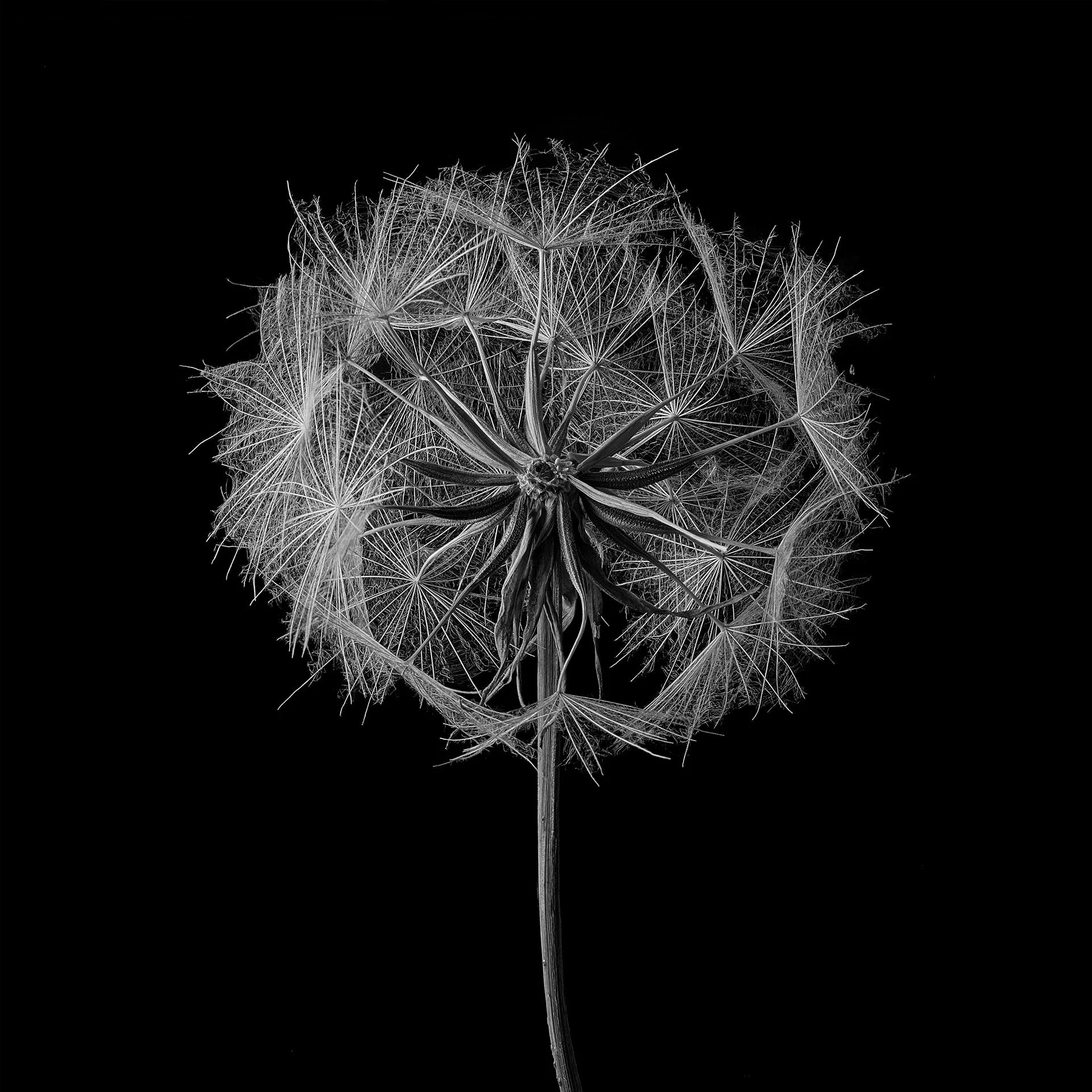SALISFY 1
