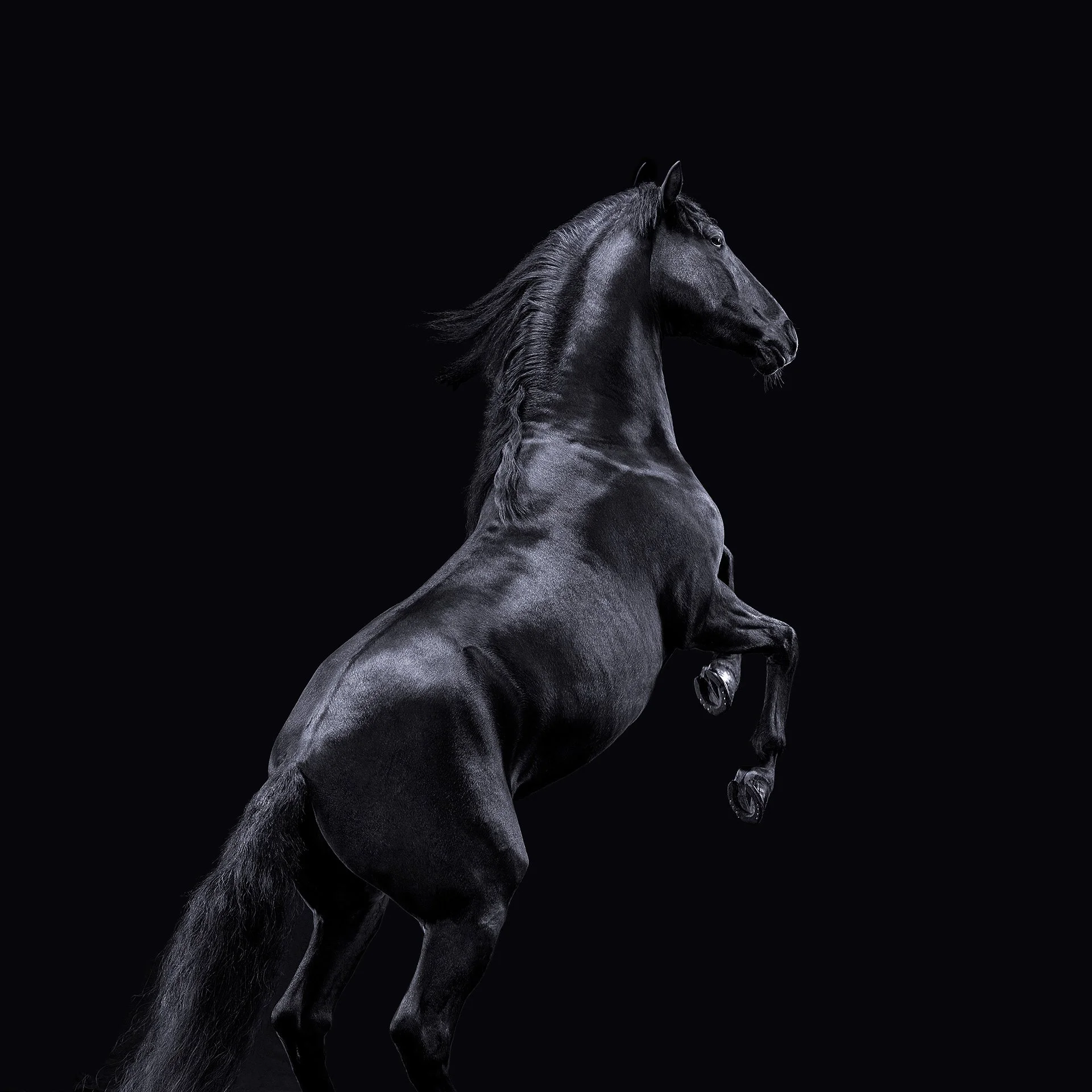 HORSE 4