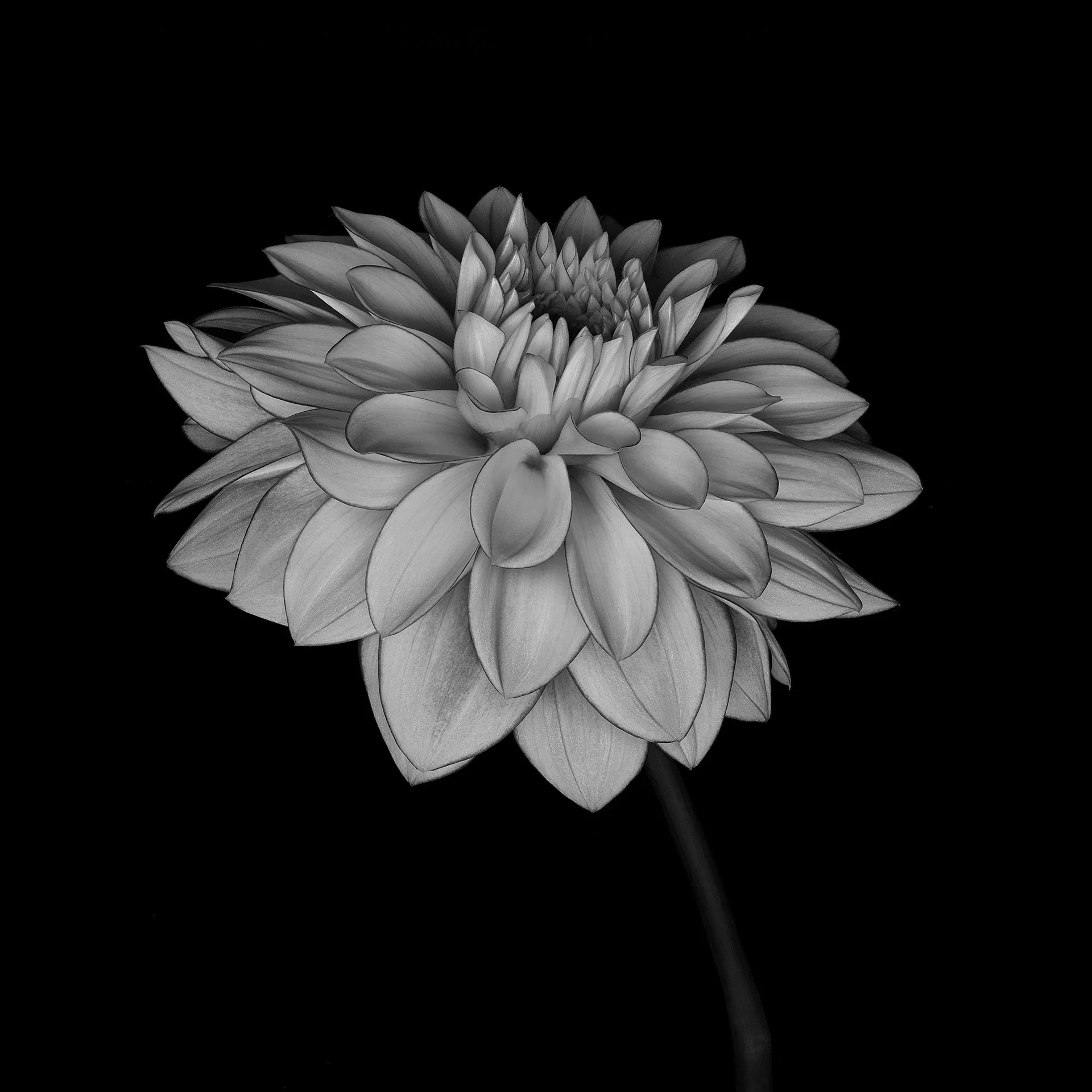 YELLOW BALL DAHLIA