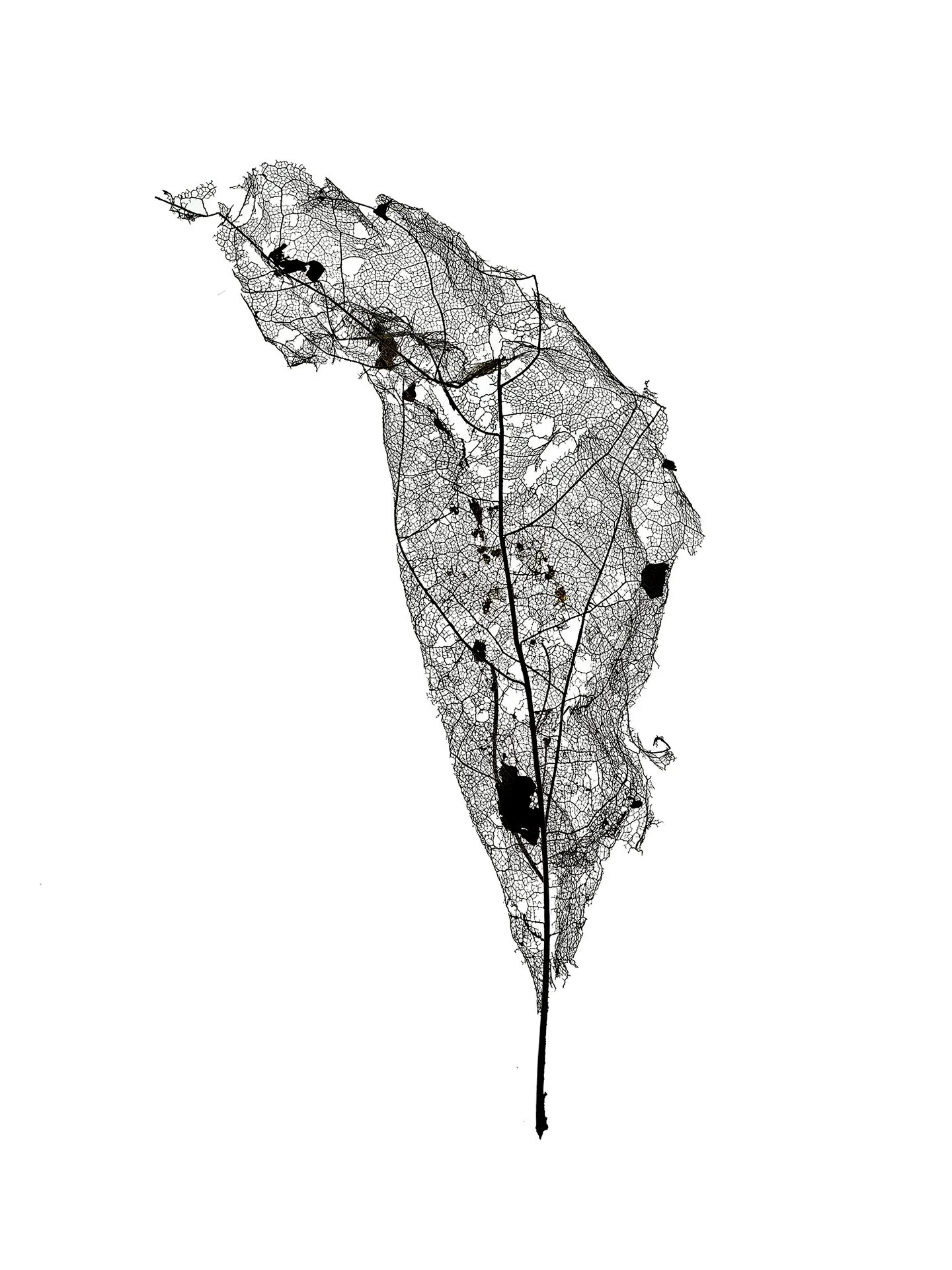 LEAF MAP 22